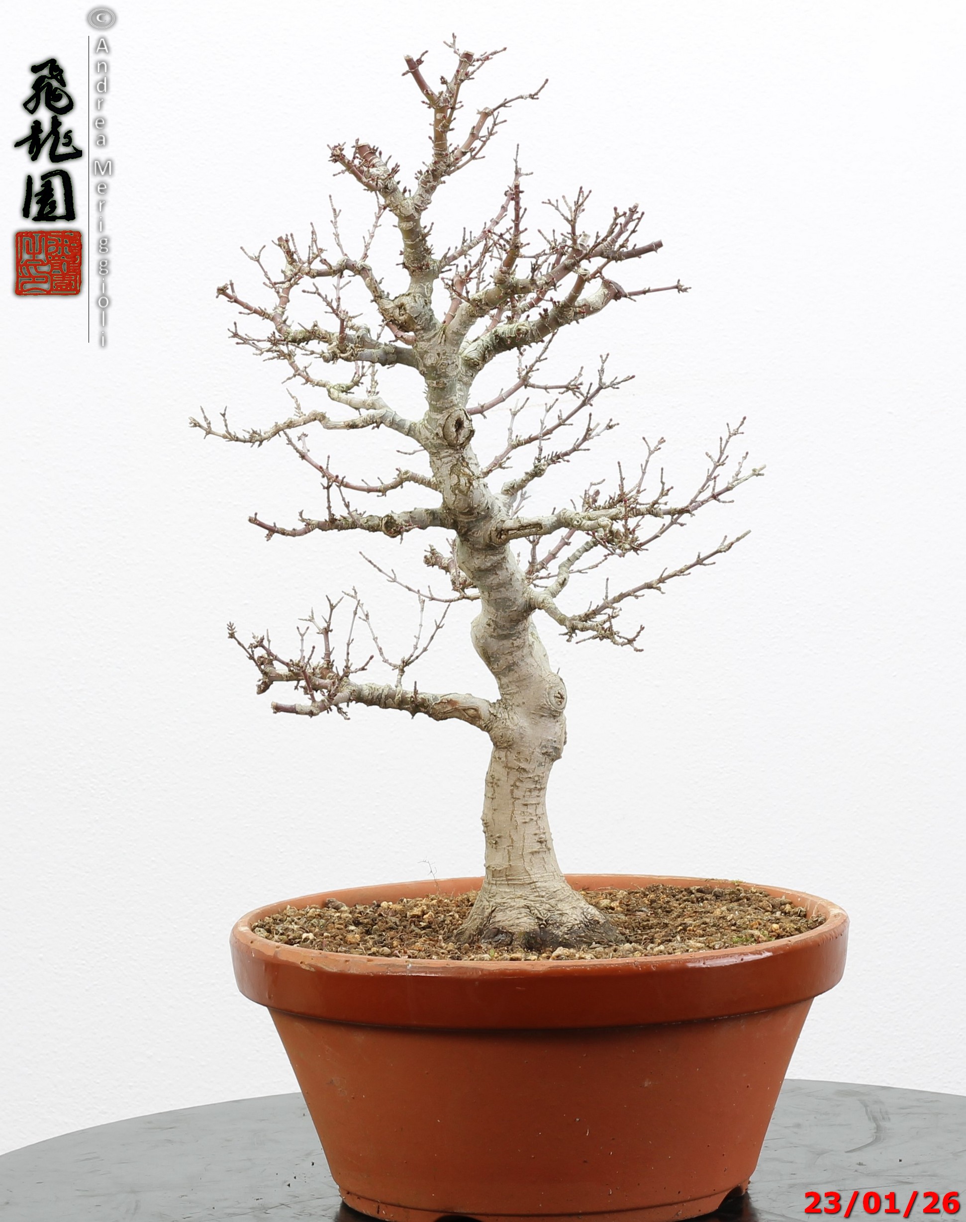 Acer palmatum kotohime