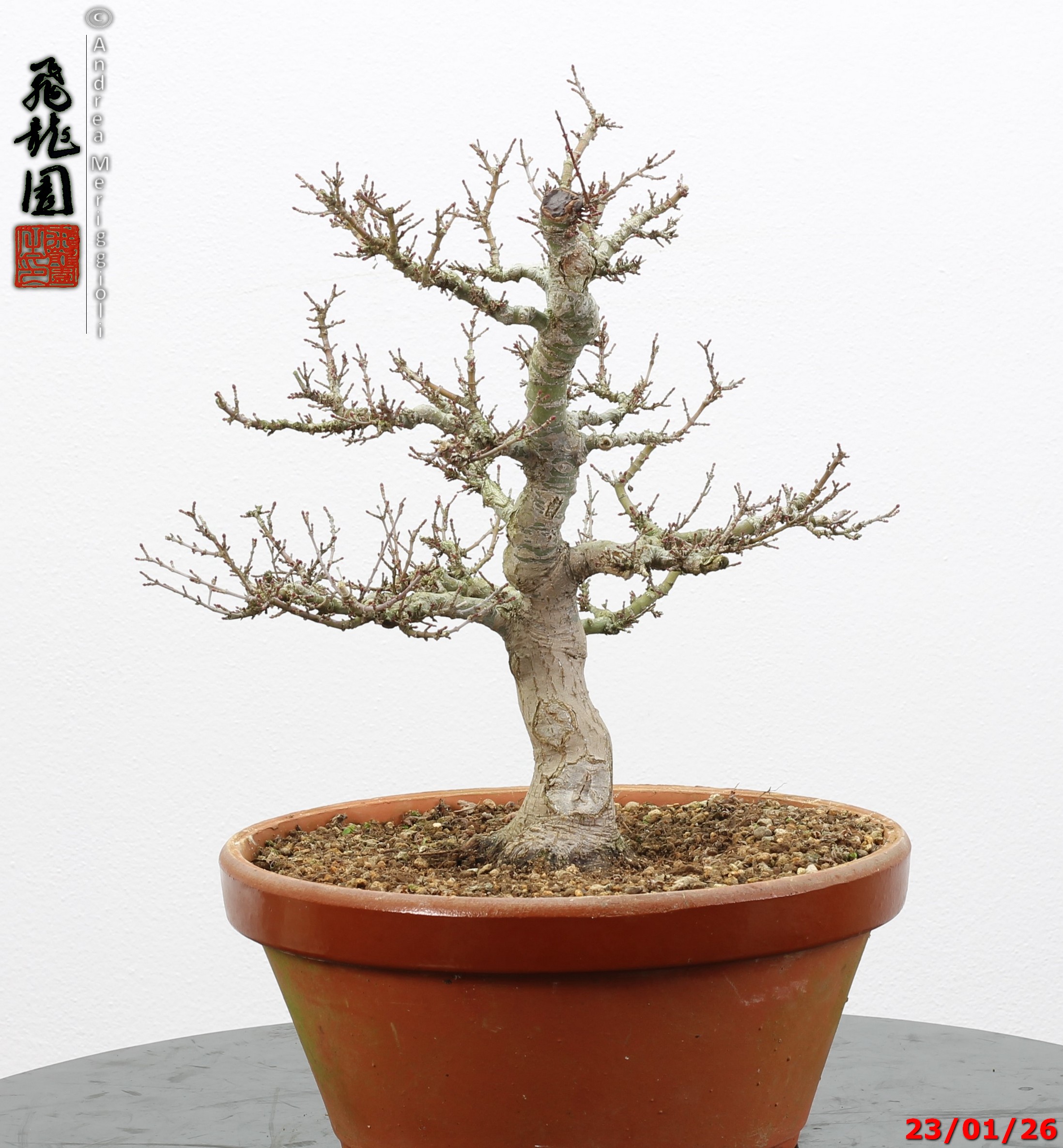 Acer palmatum kotohime - Image 9