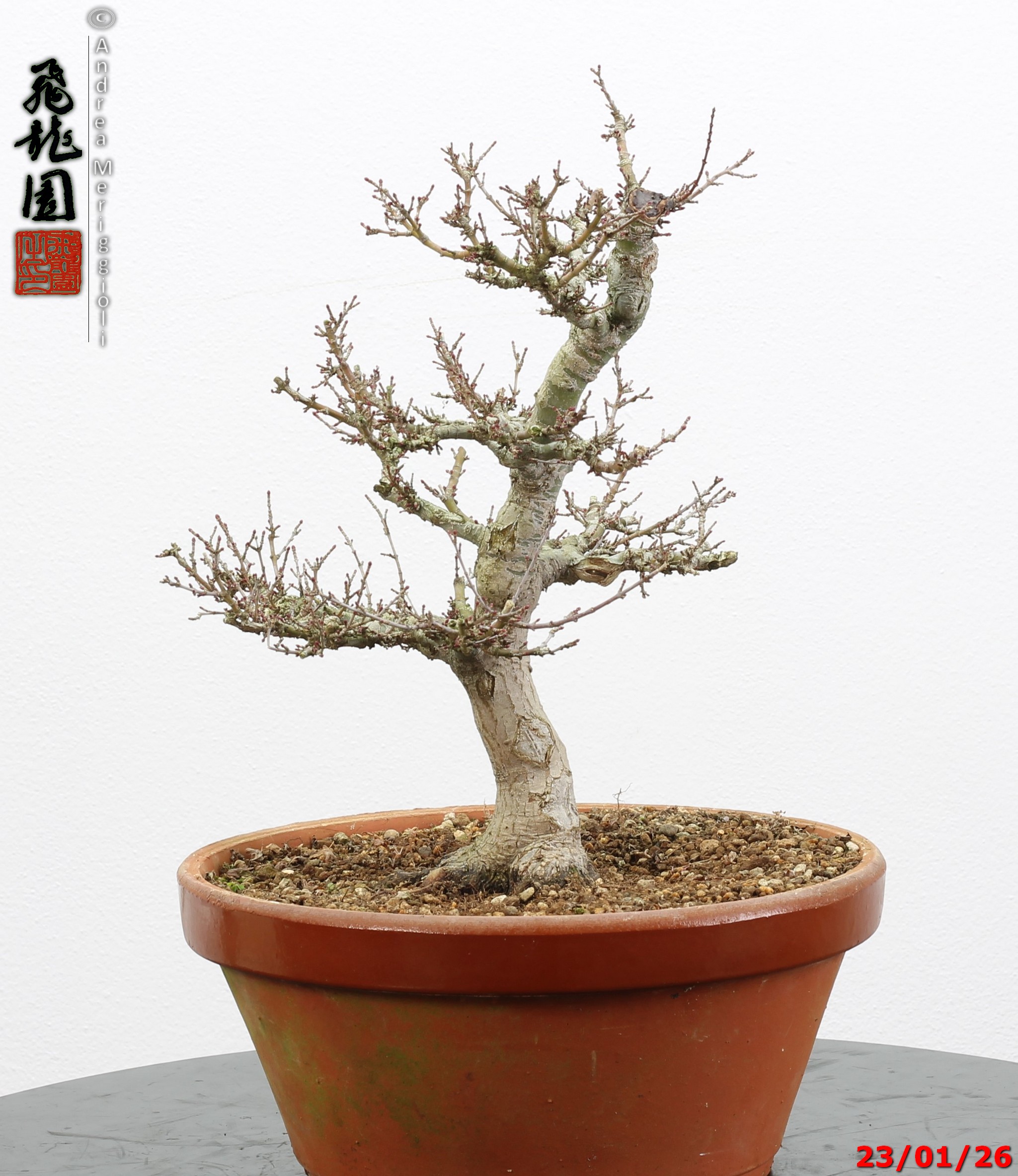 Acer palmatum kotohime - Image 8