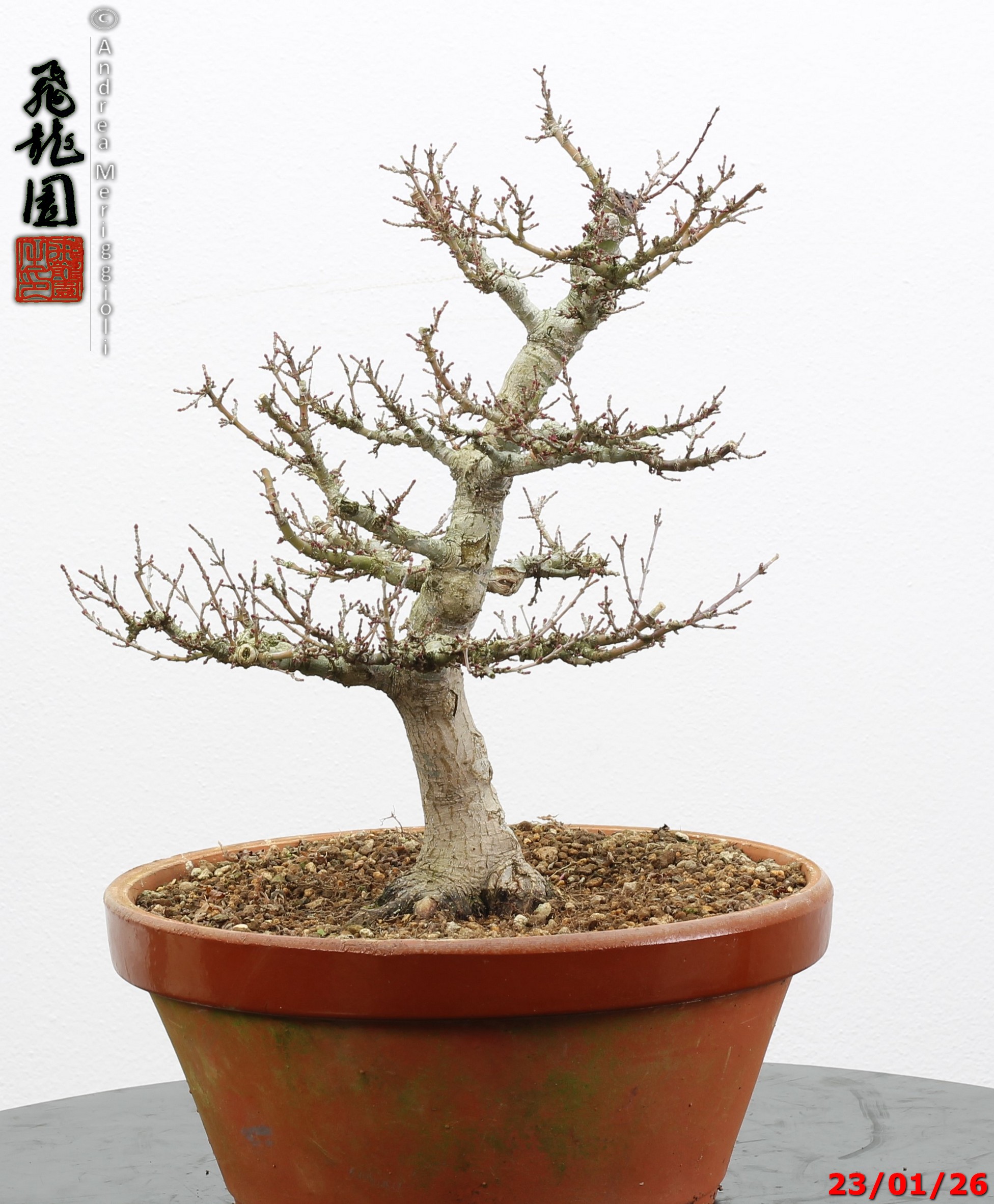 Acer palmatum kotohime - Image 7