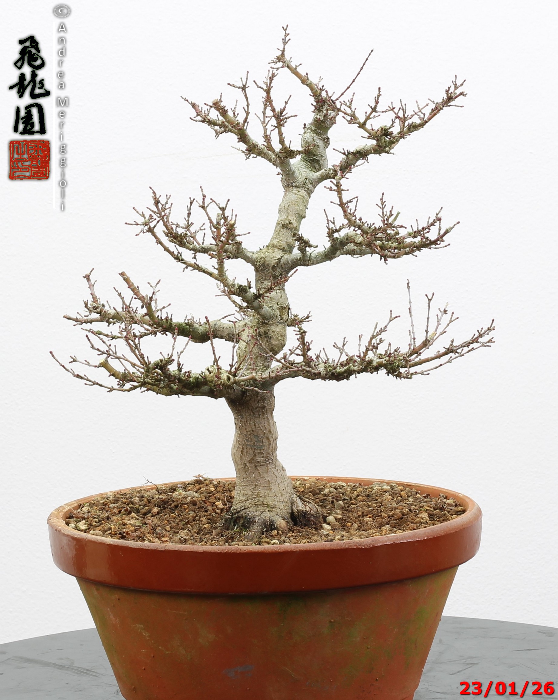 Acer palmatum kotohime - Image 6