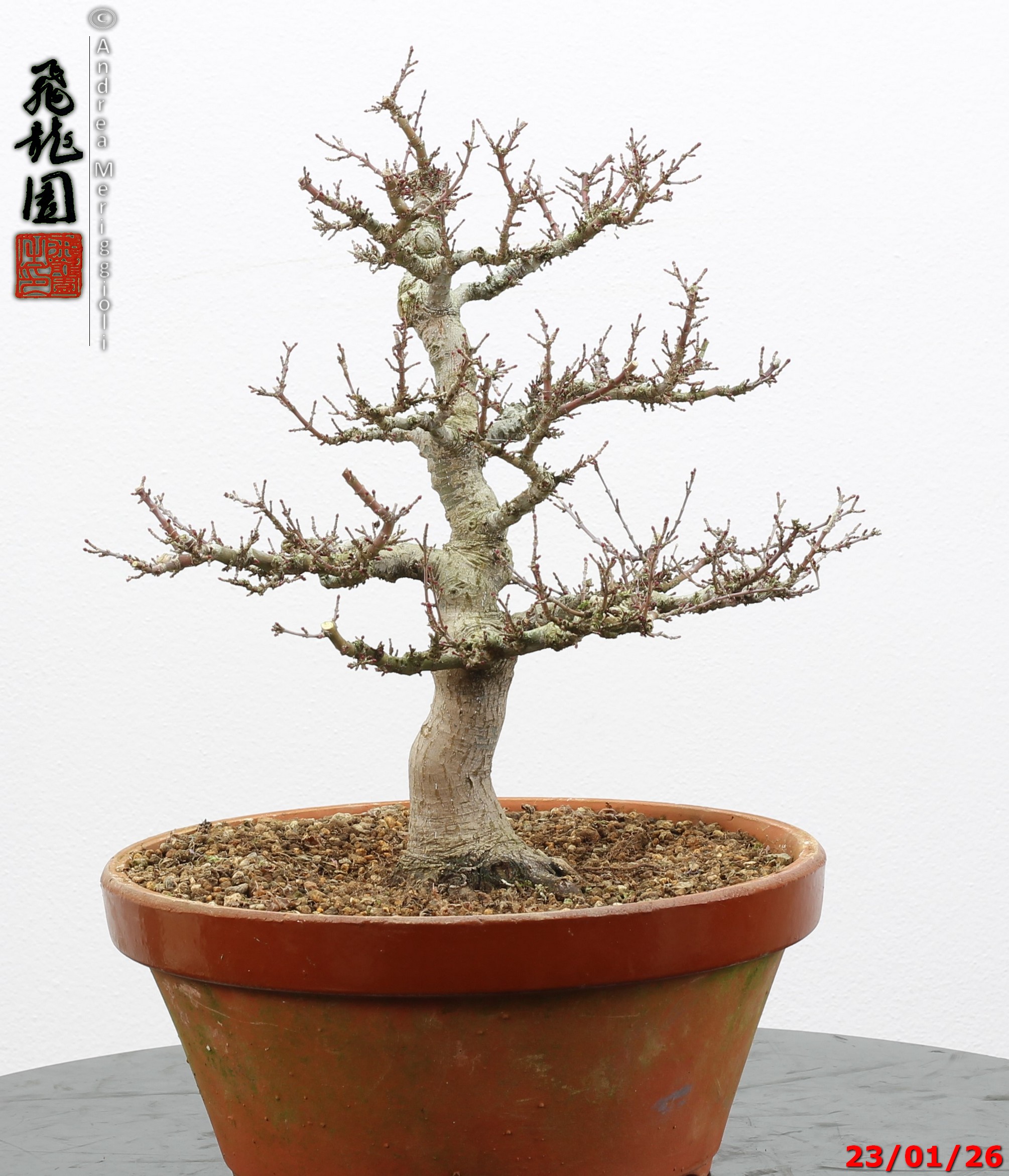 Acer palmatum kotohime - Image 5