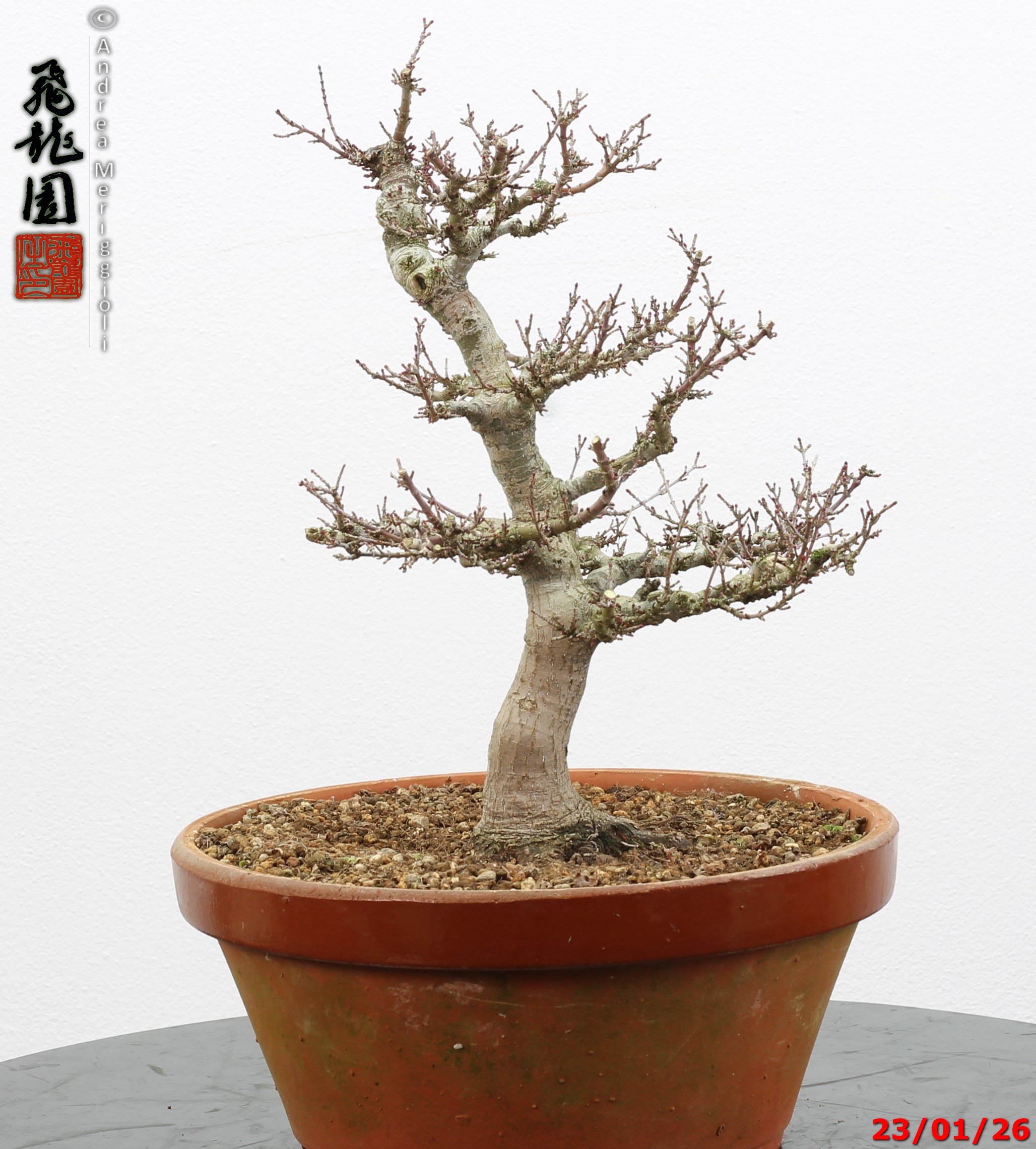Acer palmatum kotohime - Image 4