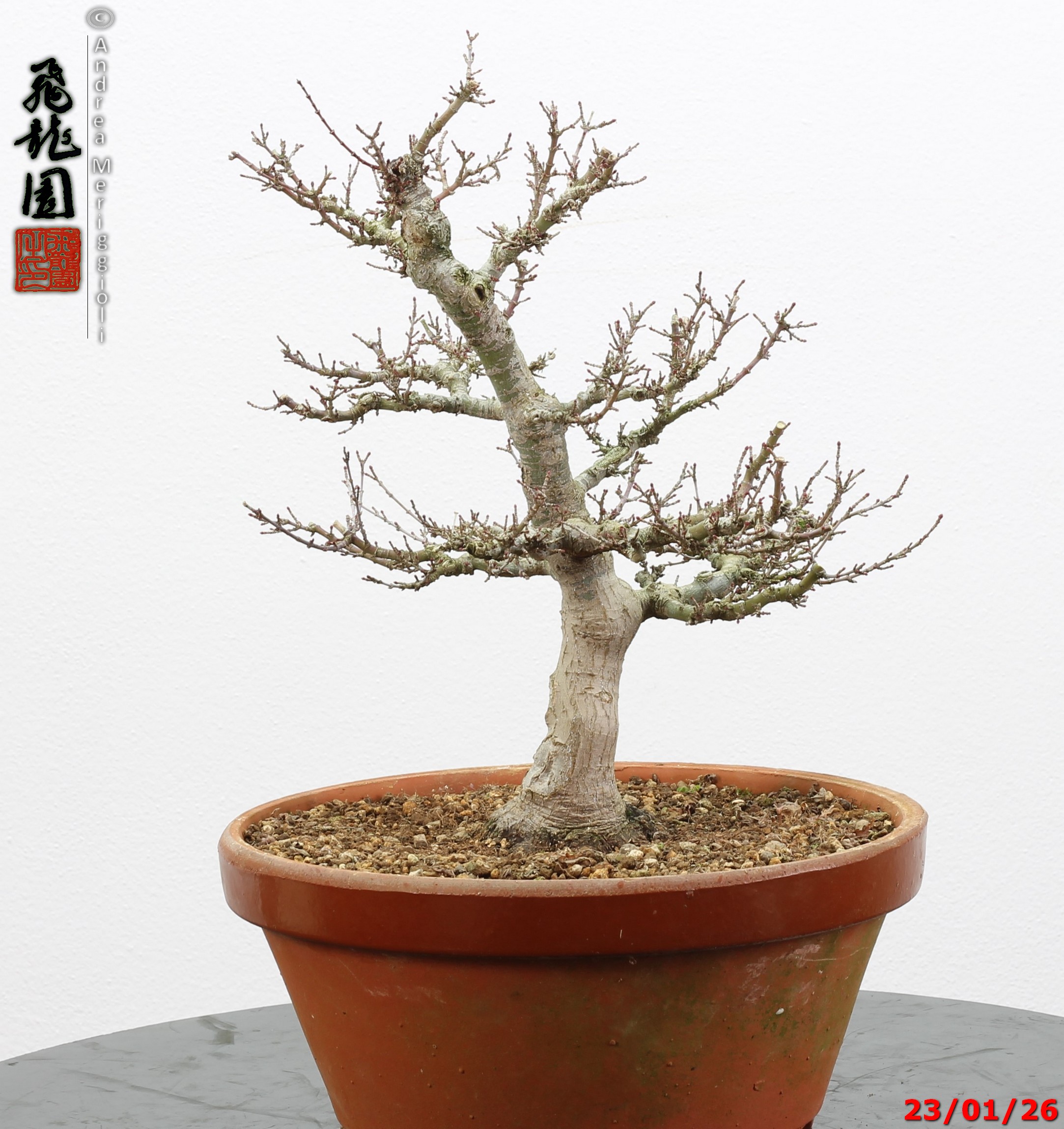Acer palmatum kotohime - Image 3