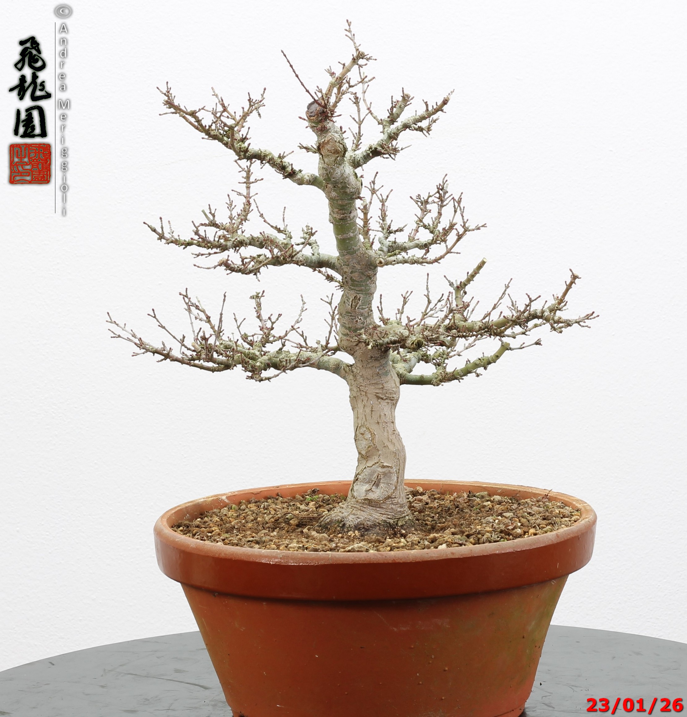 Acer palmatum kotohime - Image 2