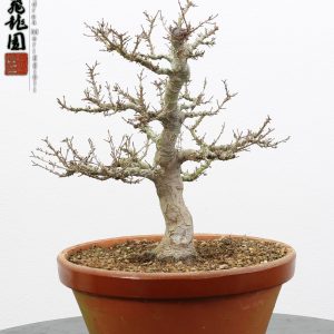 Acer palmatum kotohime