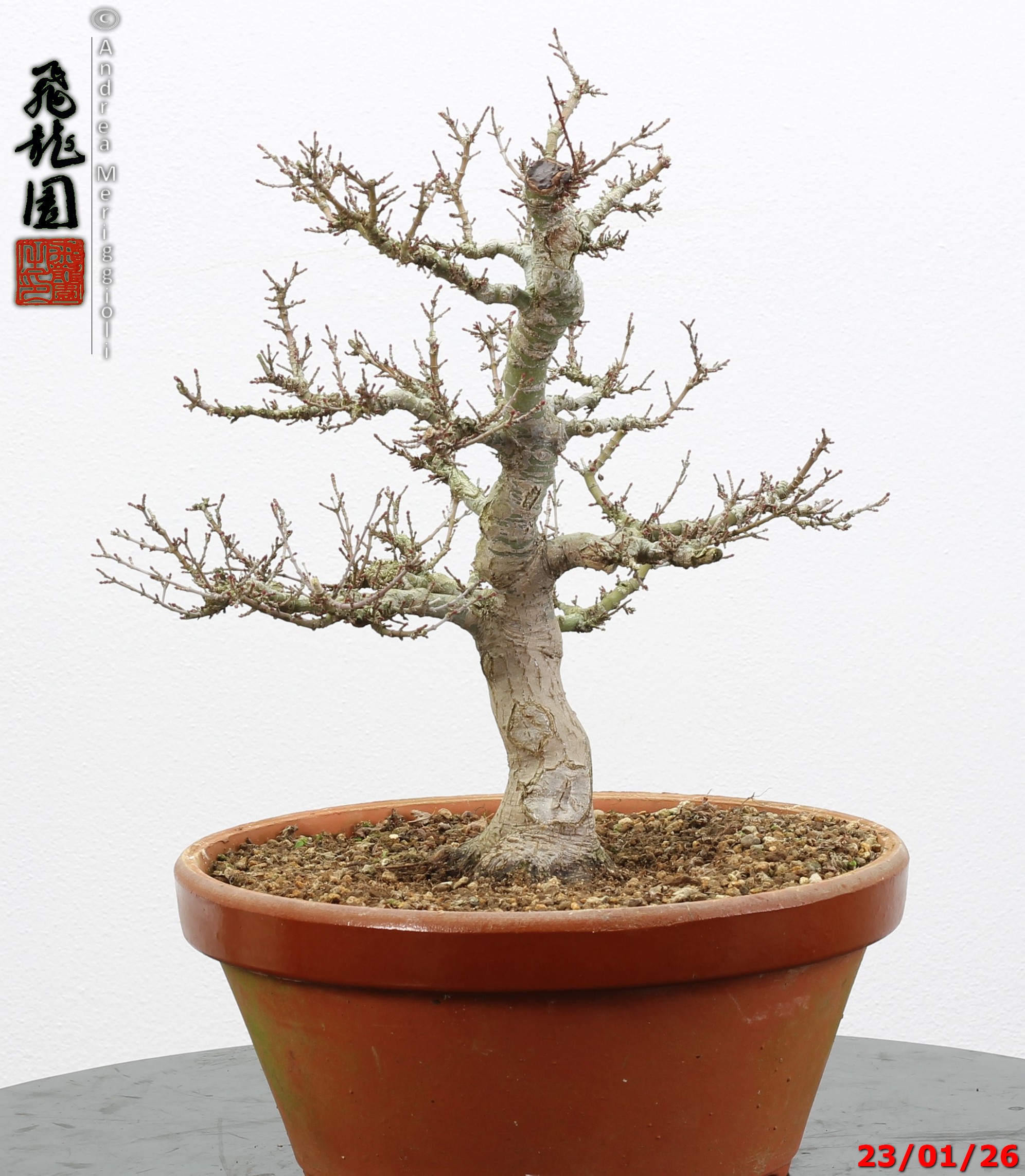 Acer palmatum kotohime