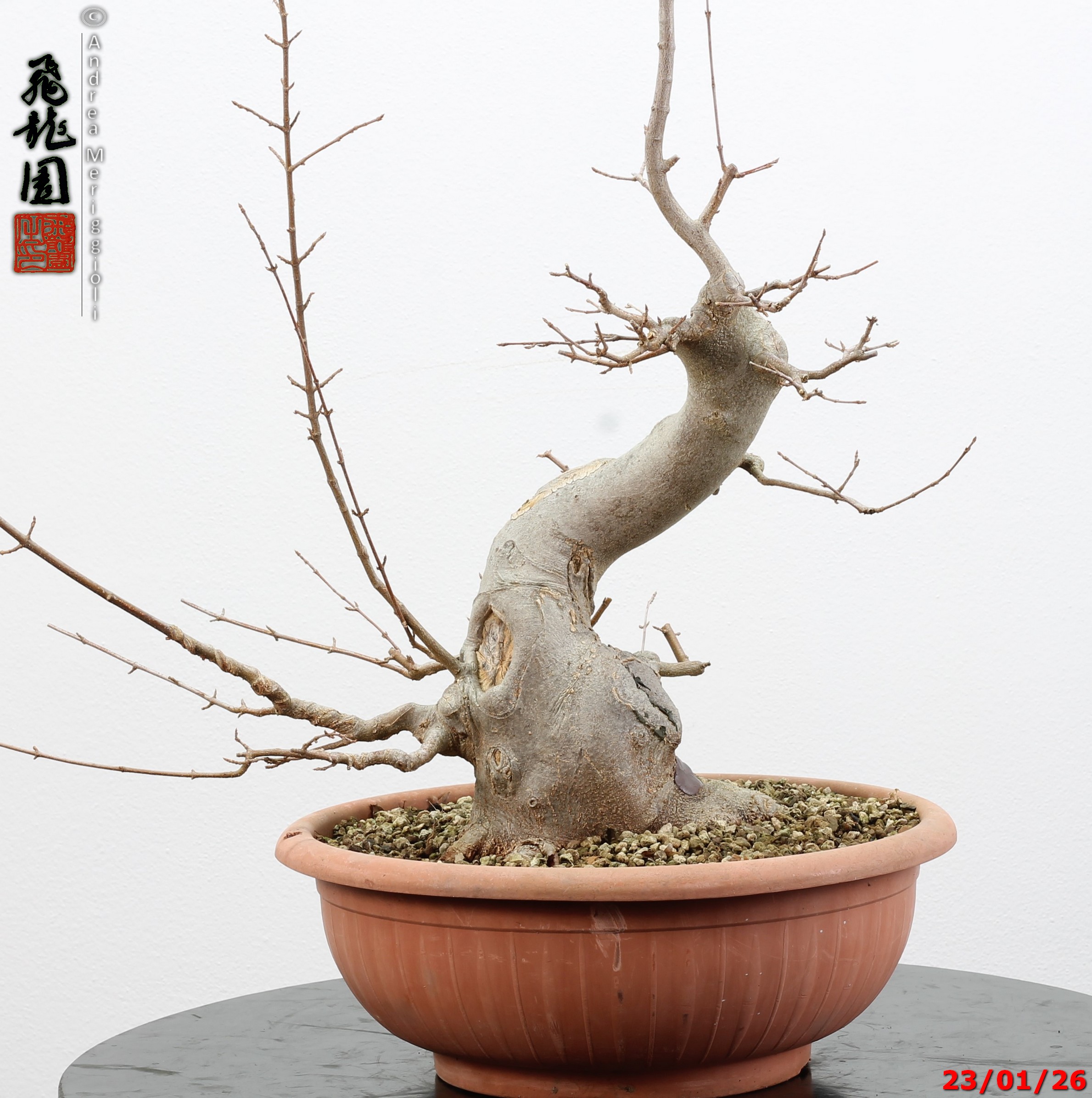 Acer buergerianum - Image 12