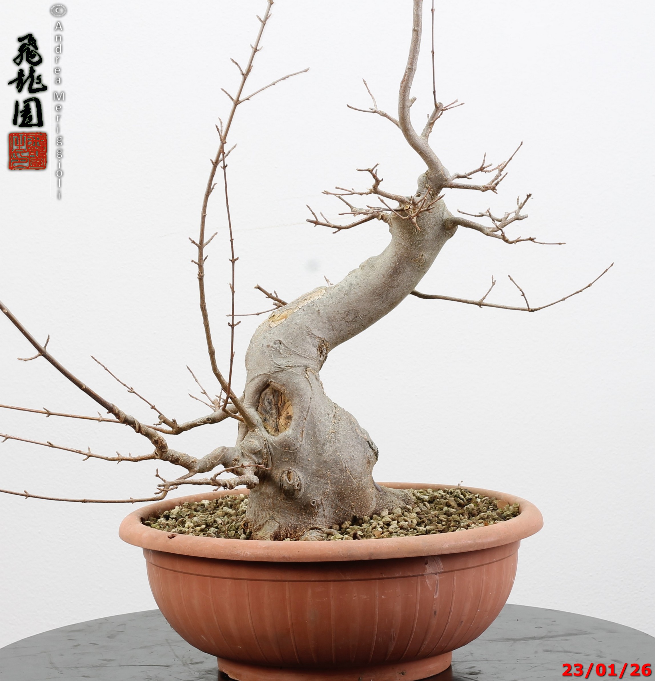 Acer buergerianum - Image 11