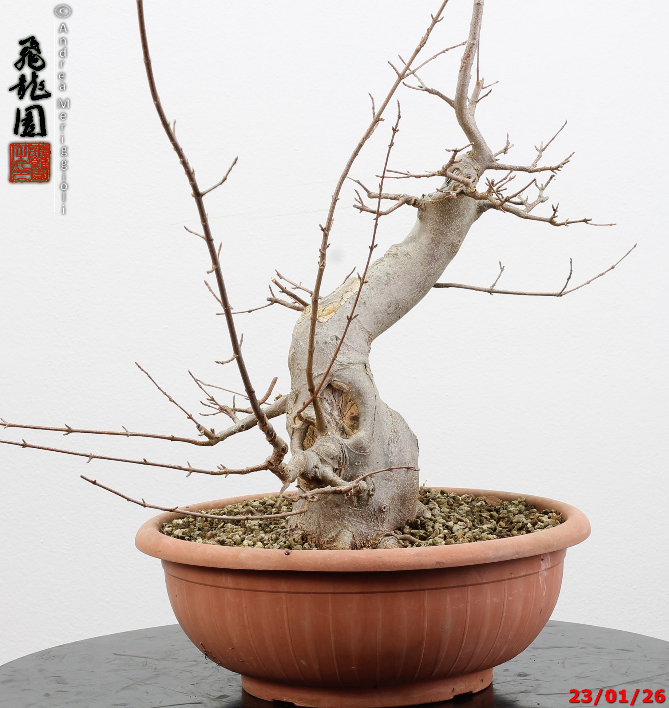 Acer buergerianum - Image 10