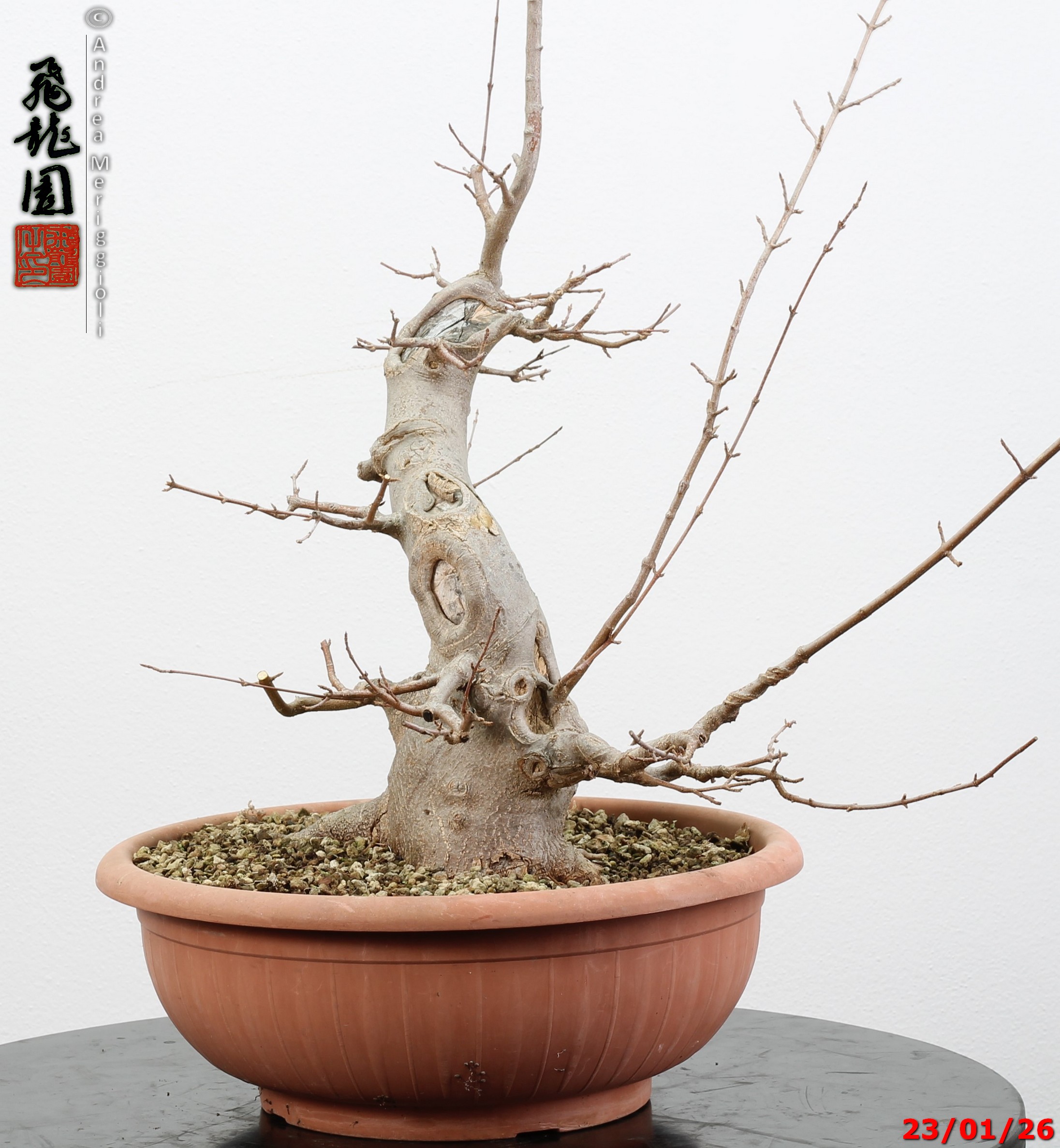 Acer buergerianum - Image 9