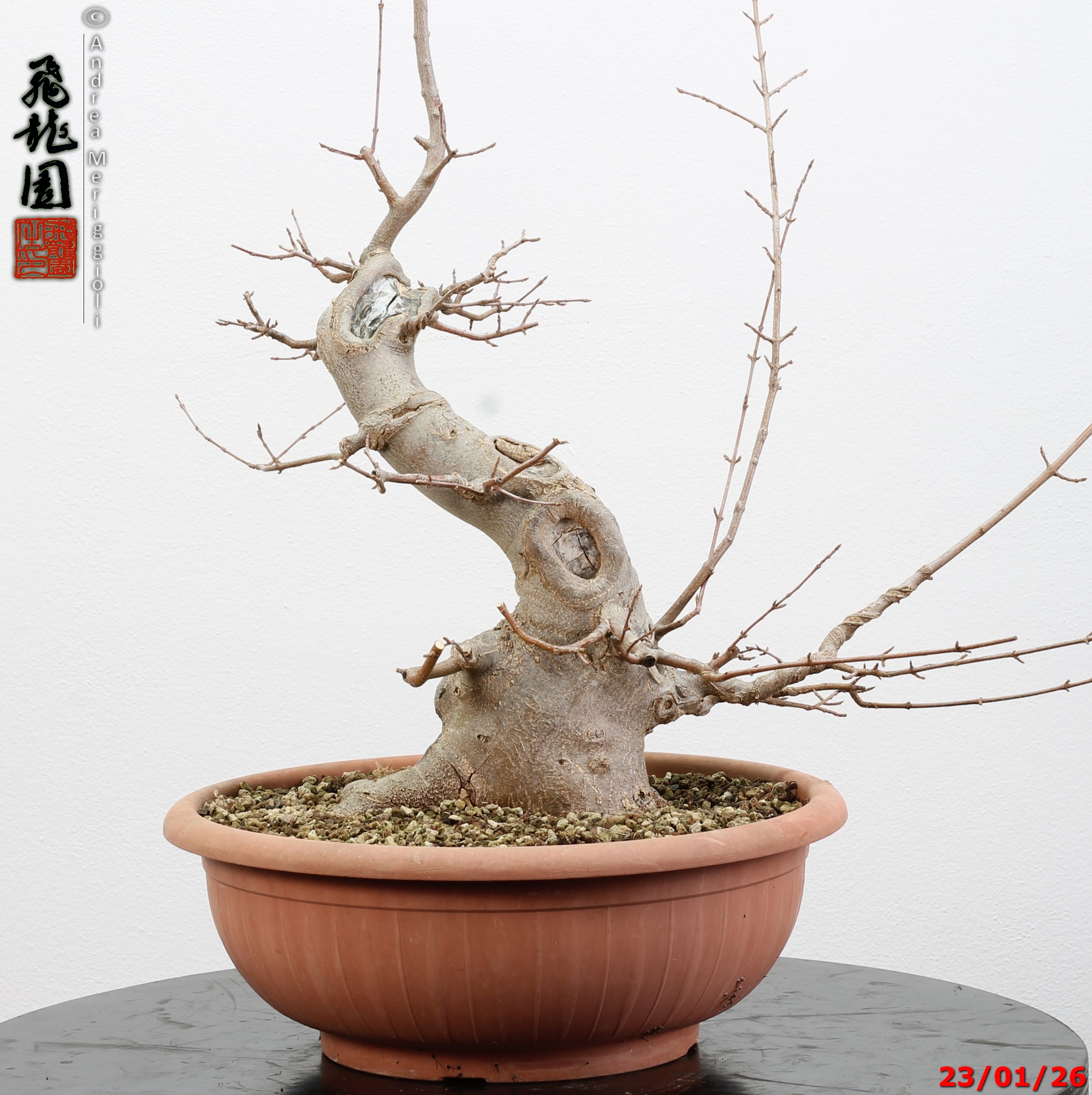 Acer buergerianum - Image 7