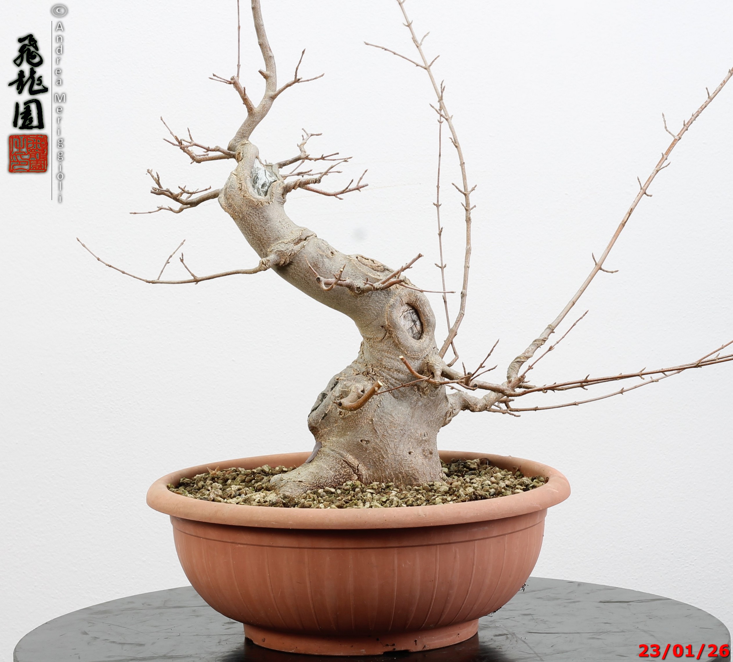 Acer buergerianum - Image 6