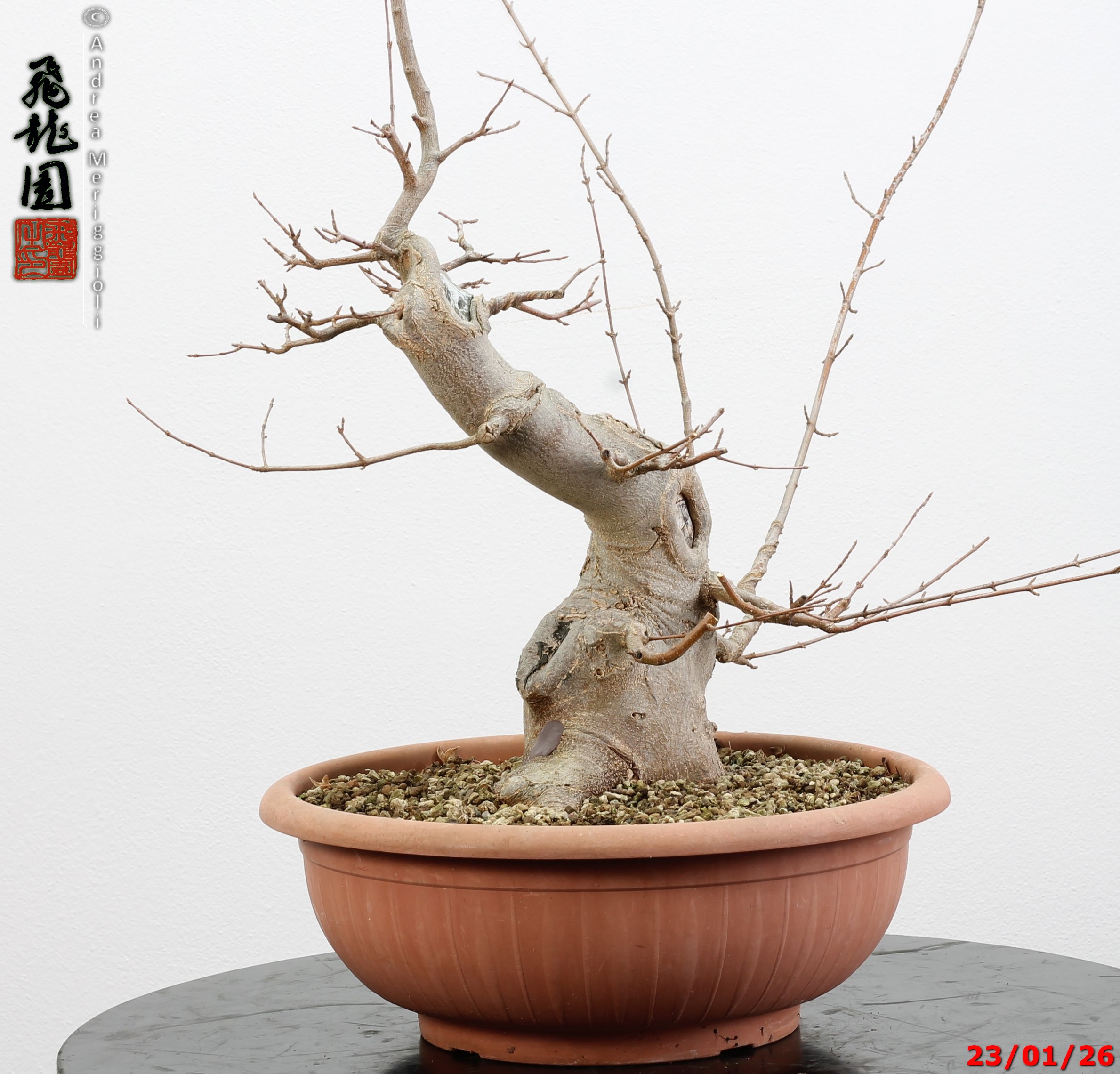 Acer buergerianum - Image 5