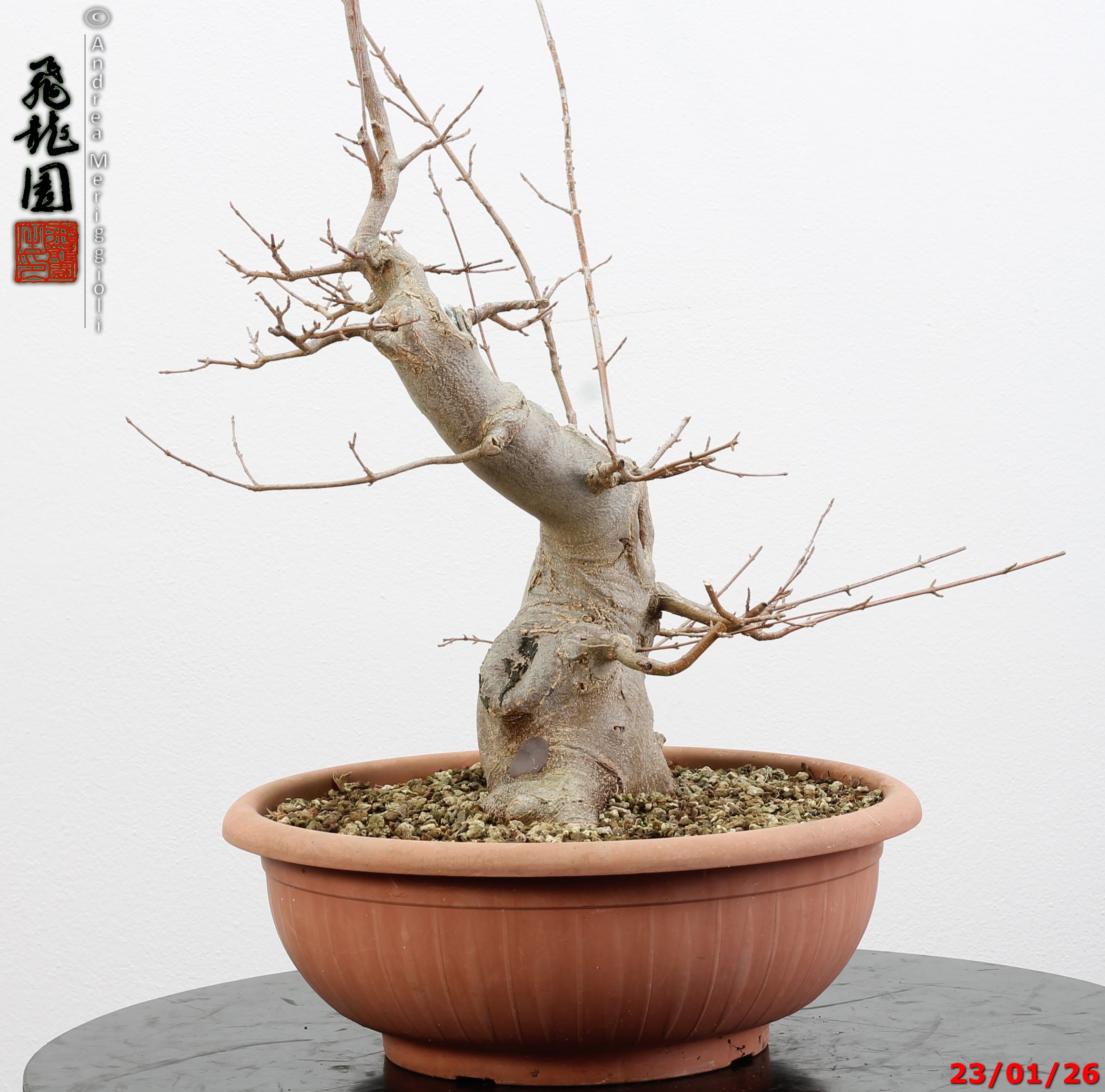 Acer buergerianum - Image 4