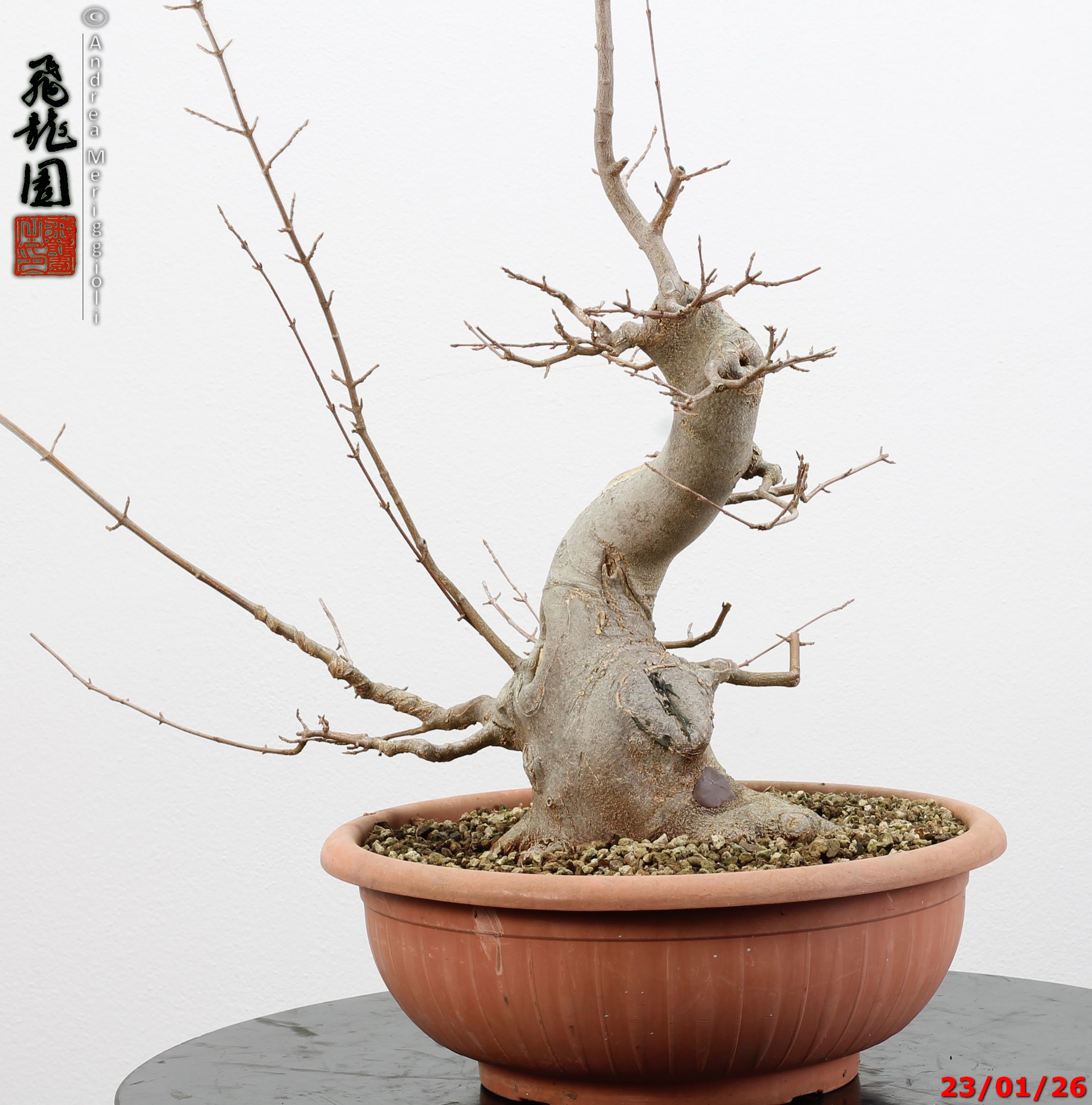 Acer buergerianum - Image 2