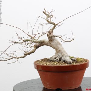 Acer palmatum