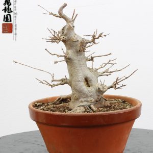 Acer buergerianum shohin