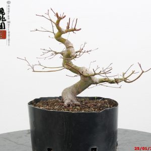 Acer palmatum shohin