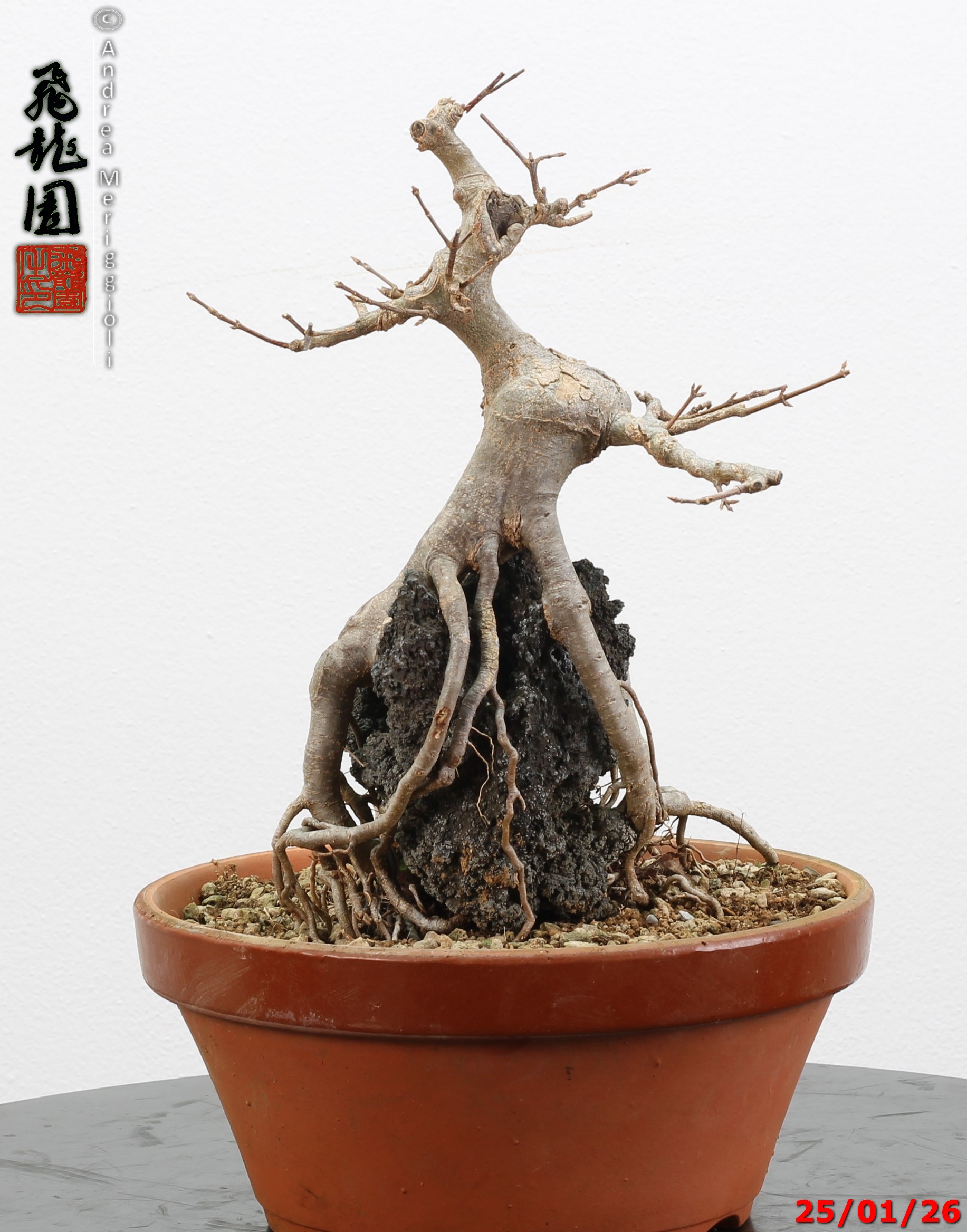 Acer buergerianum ishizuki - immagine 9