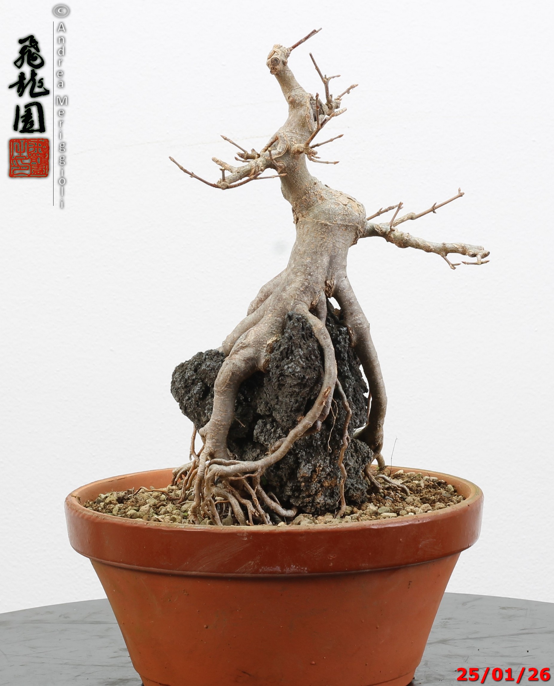 Acer buergerianum ishizuki - immagine 10