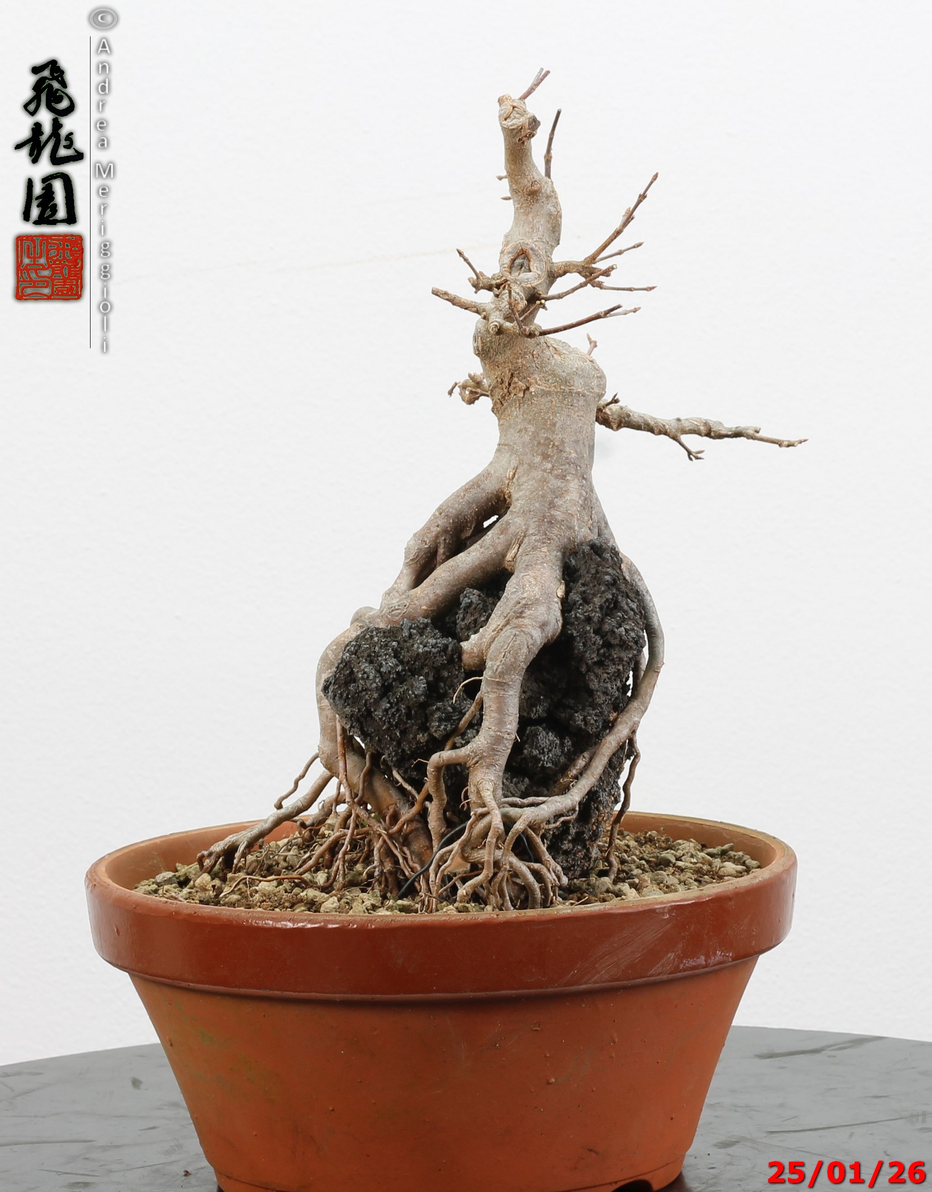 Acer buergerianum ishizuki - immagine 8