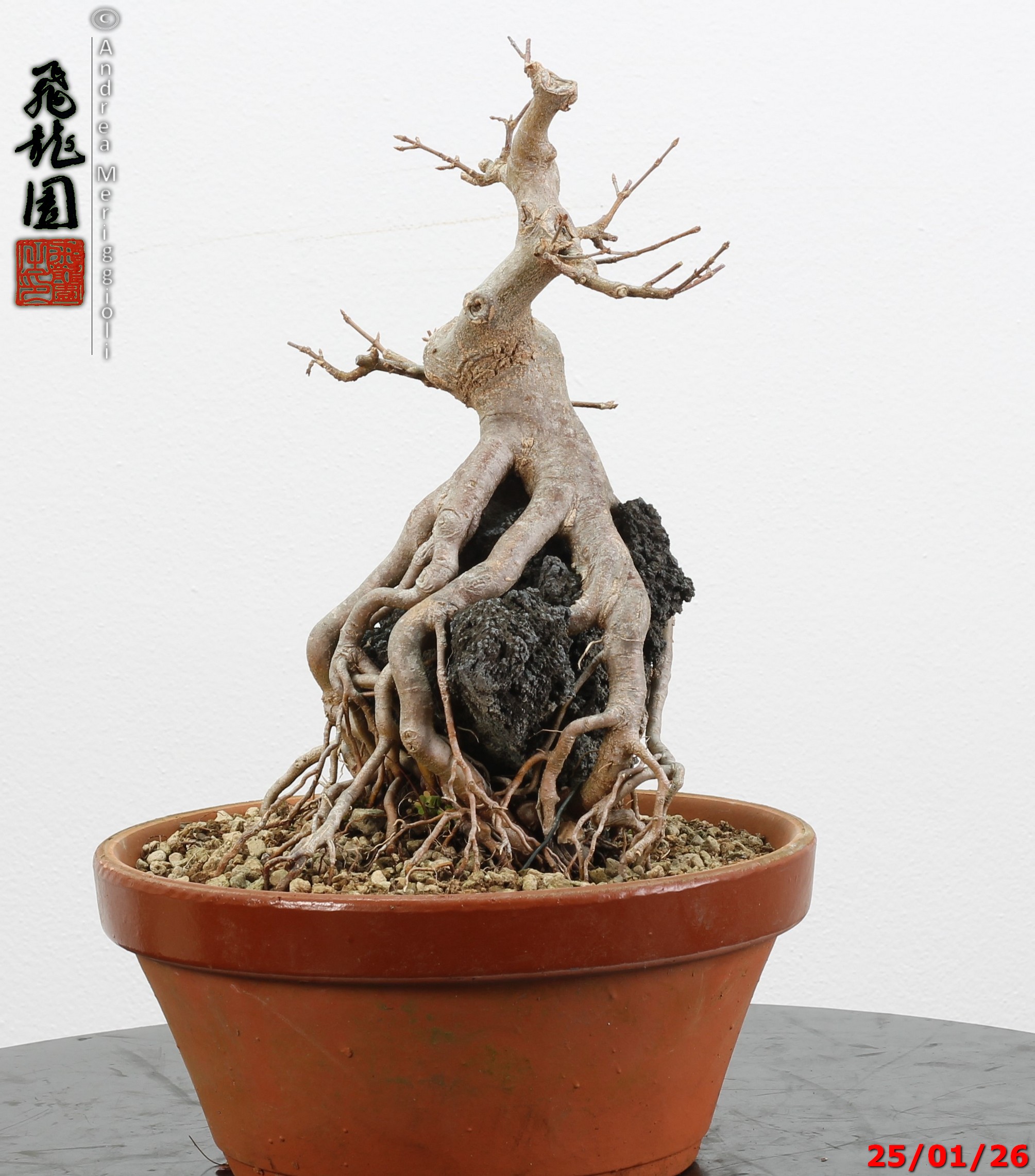 Acer buergerianum ishizuki - immagine 7