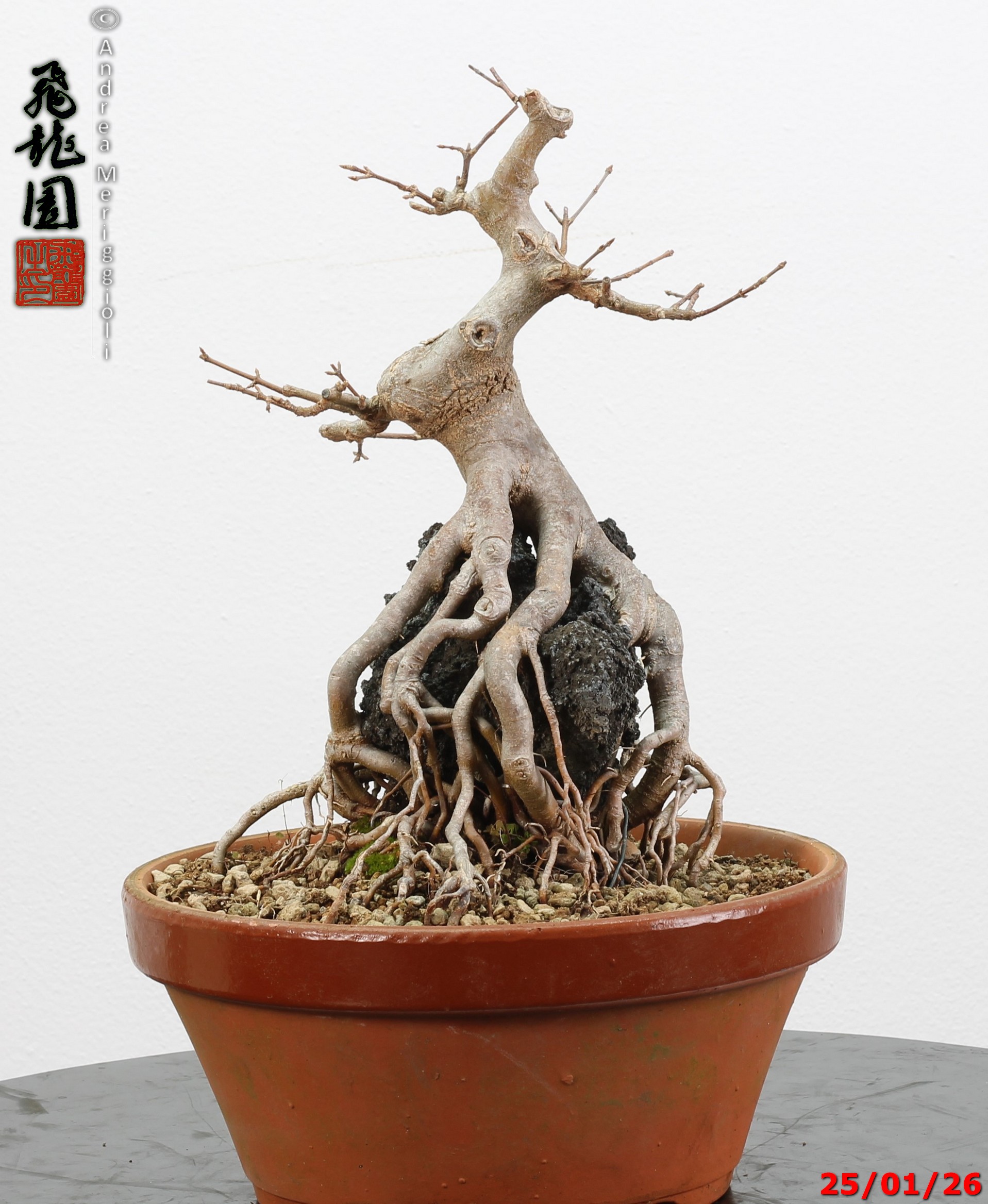 Acer buergerianum ishizuki - immagine 6