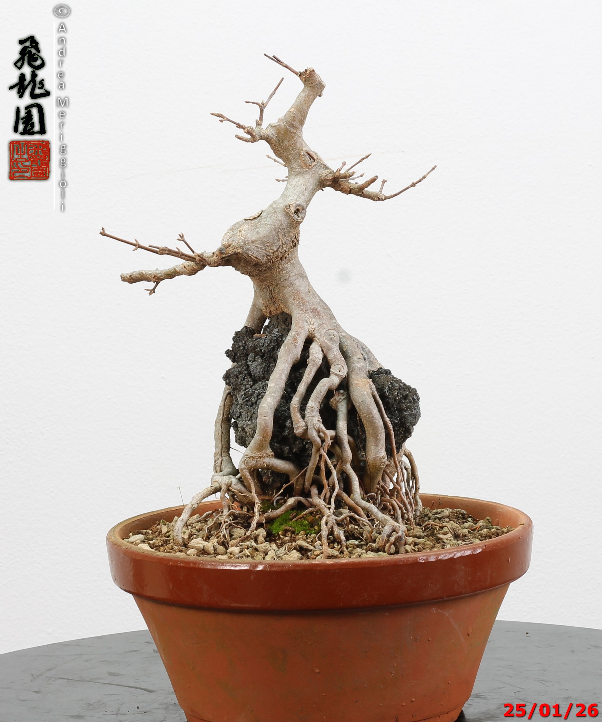 Acer buergerianum ishizuki - immagine 5