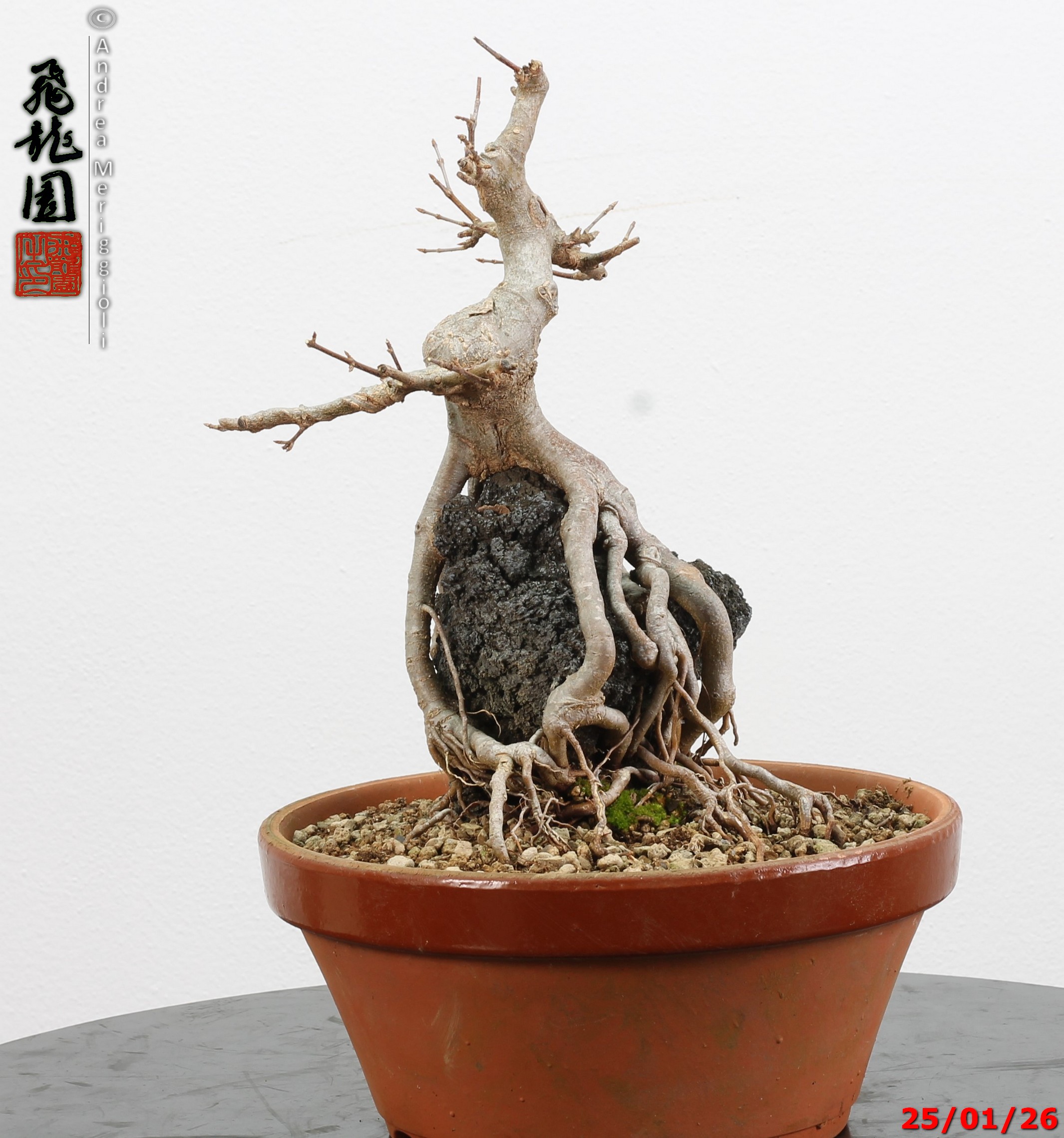 Acer buergerianum ishizuki - immagine 4