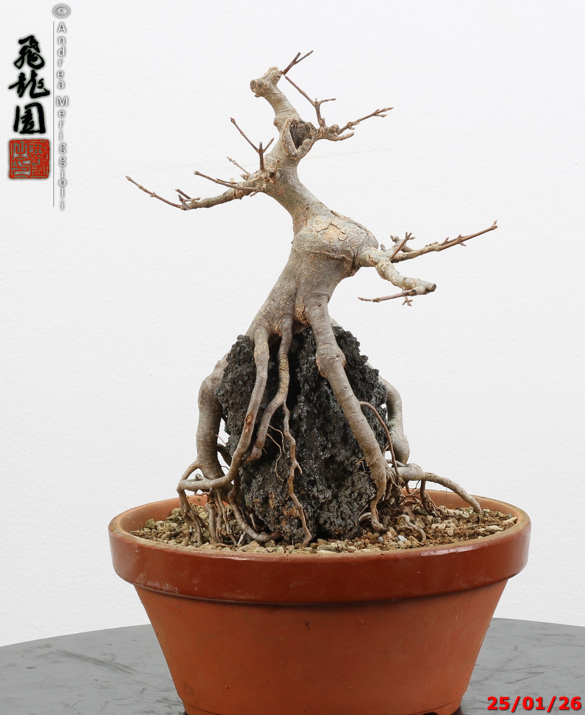 Acer buergerianum ishizuki - immagine 2