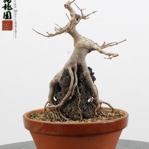 Acer buergerianum ishizuki