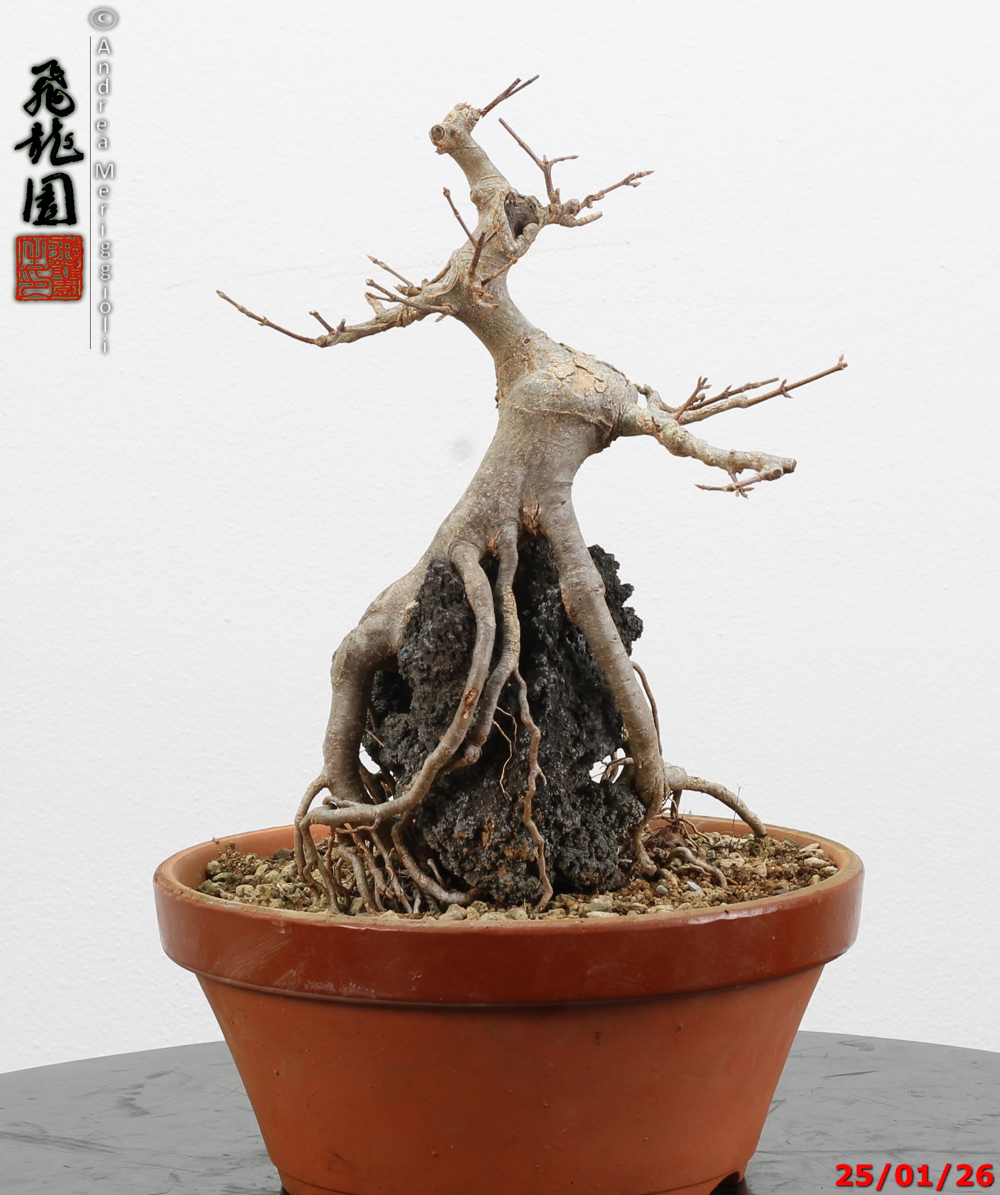 Acer buergerianum ishizuki