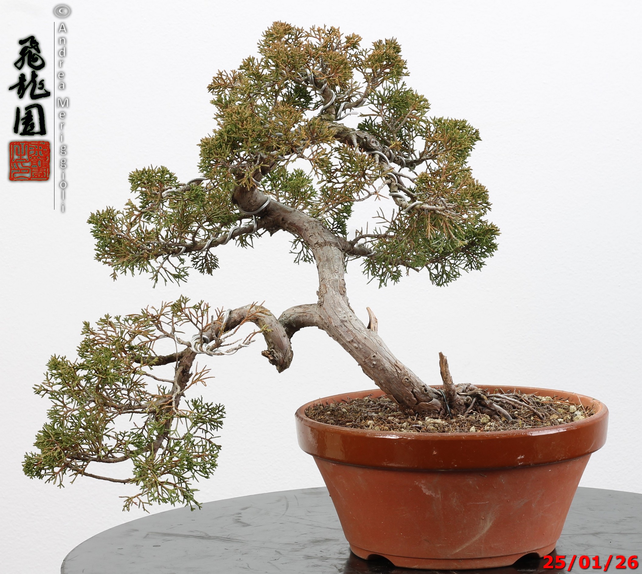 Juniperus itoigawa - Image 11