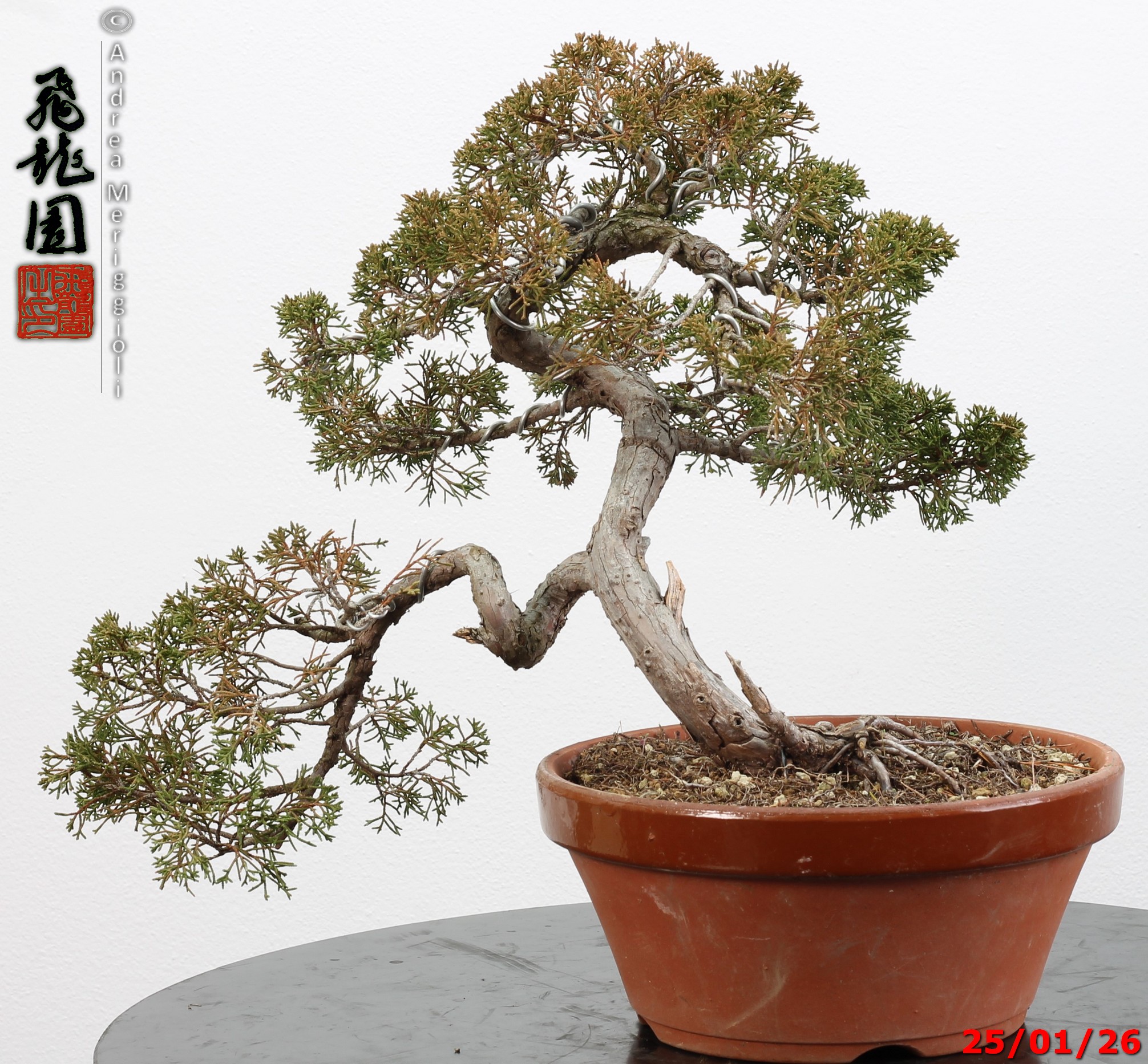 Juniperus itoigawa - Image 10