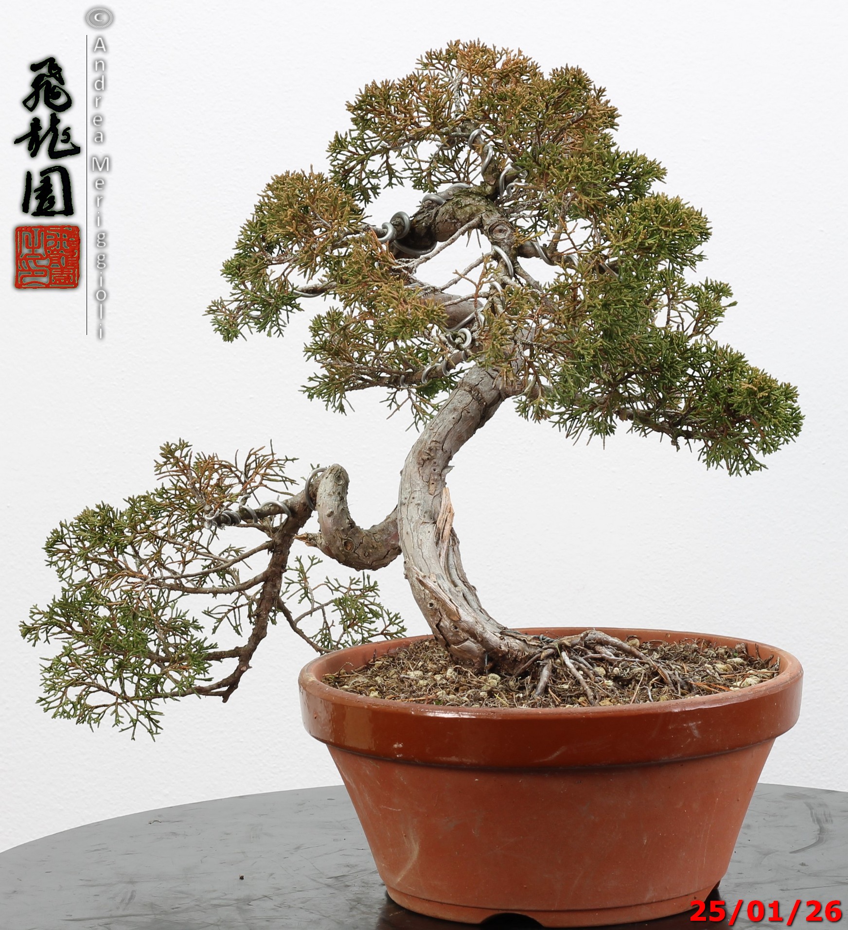 Juniperus itoigawa - Image 9
