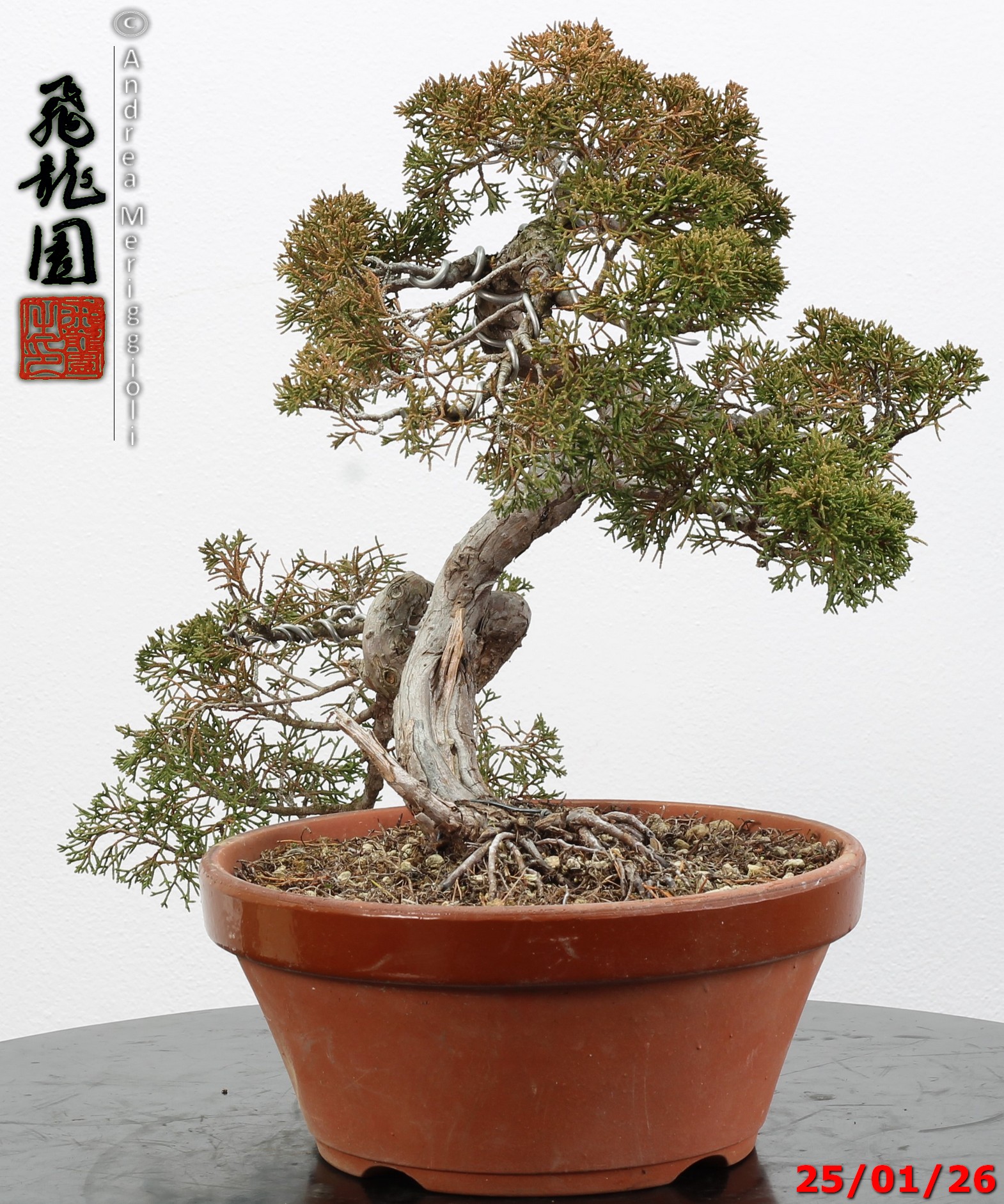 Juniperus itoigawa - Image 8