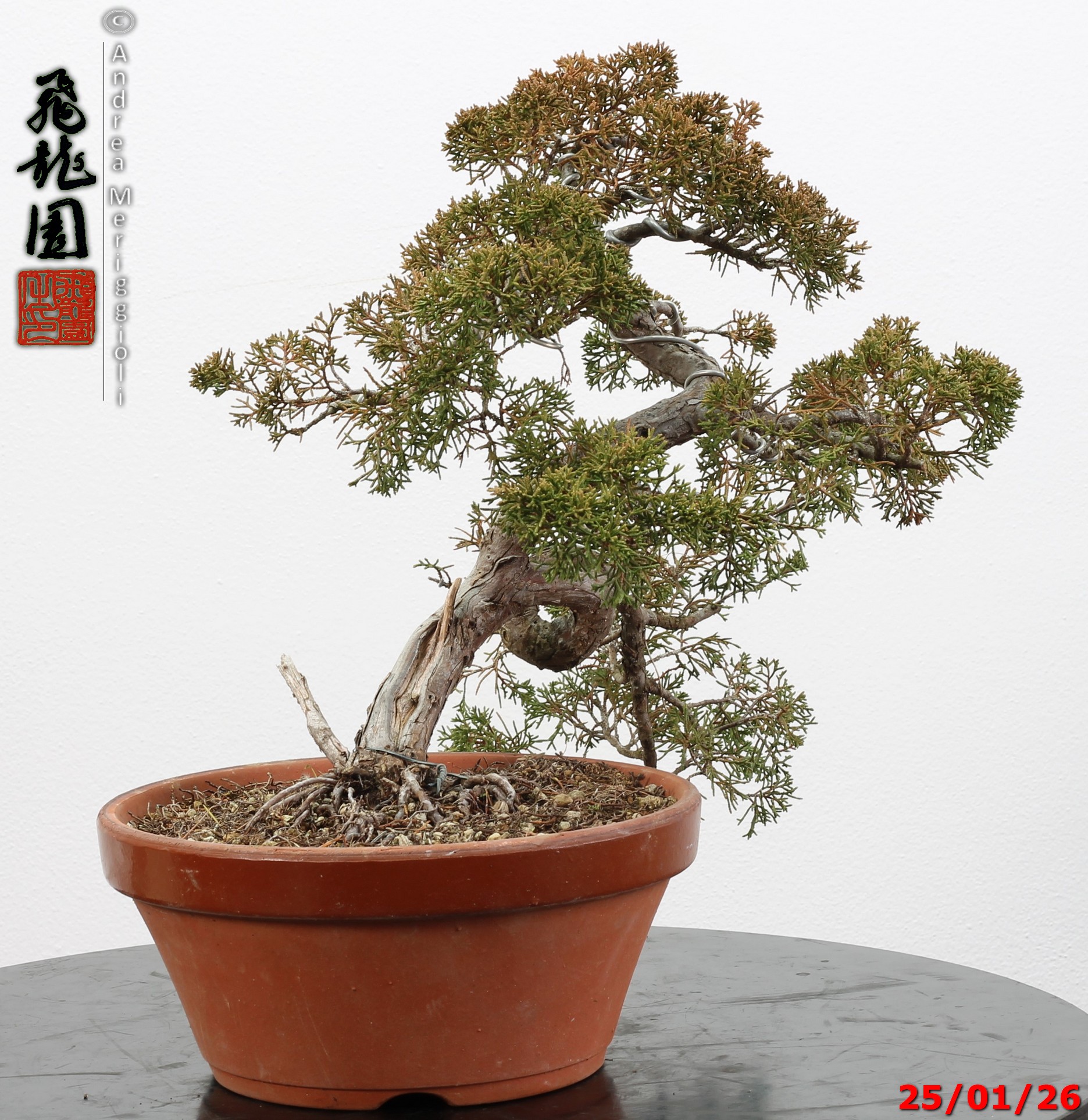 Juniperus itoigawa - Image 7