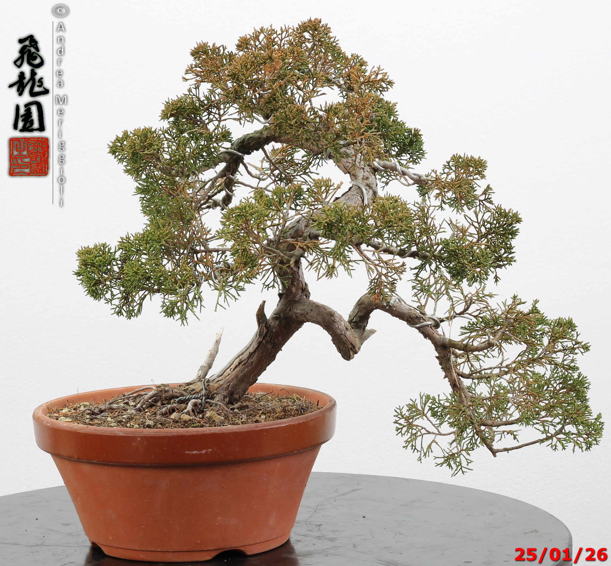 Juniperus itoigawa - Image 5