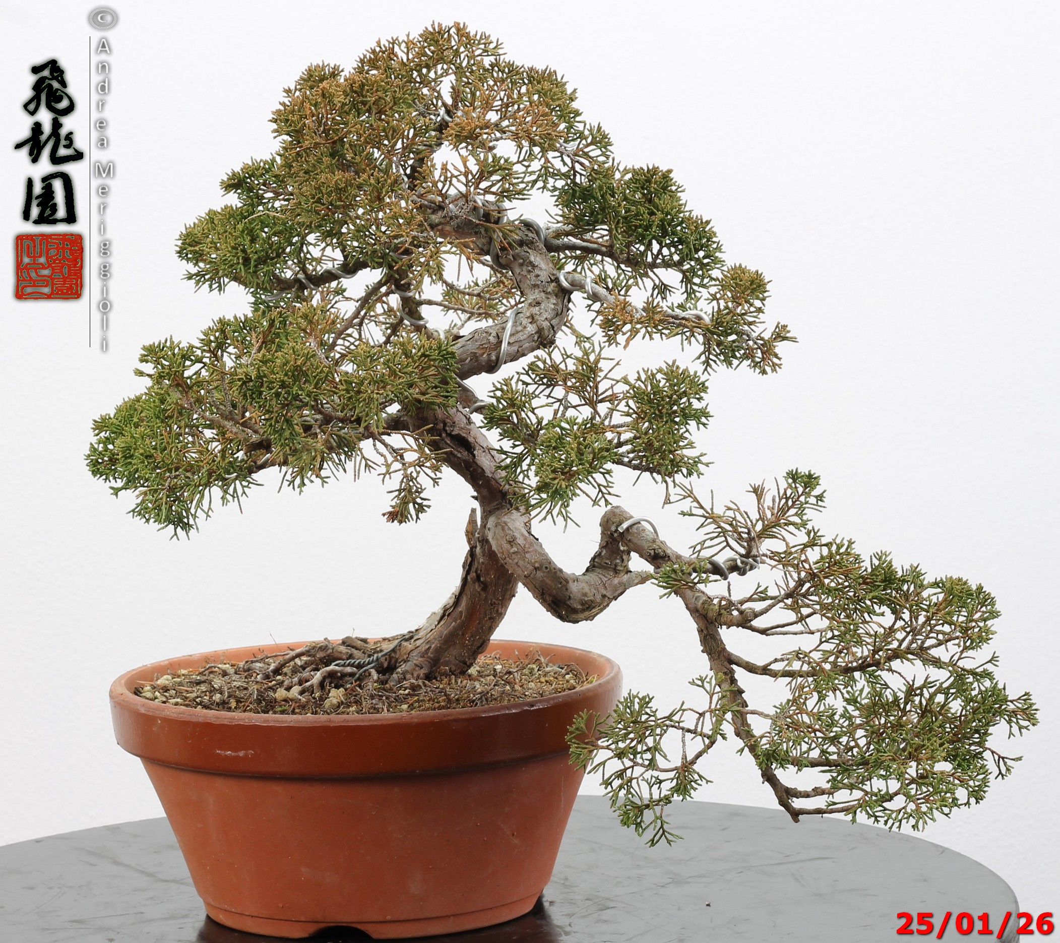 Juniperus itoigawa - Image 4