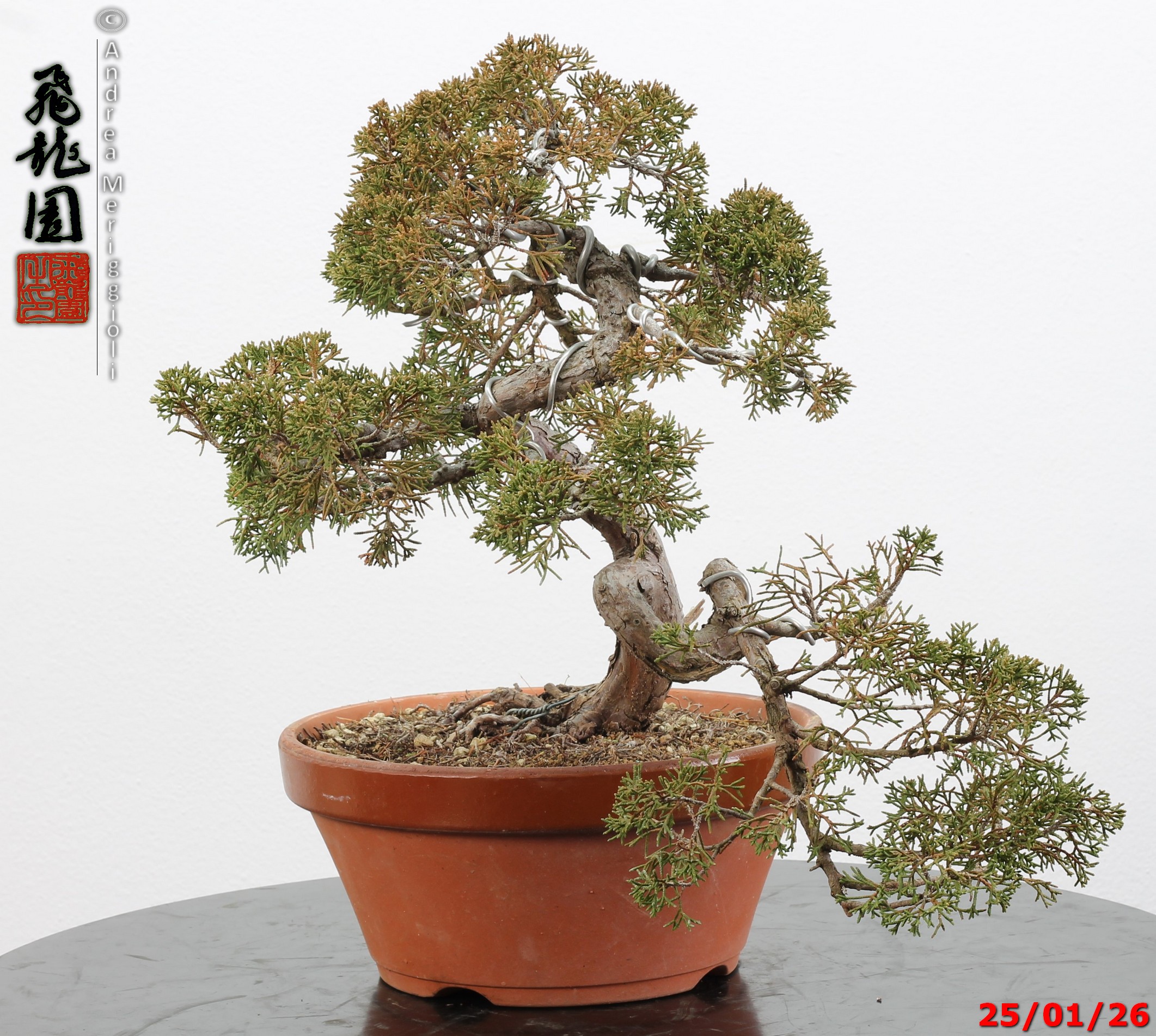 Juniperus itoigawa - Image 3