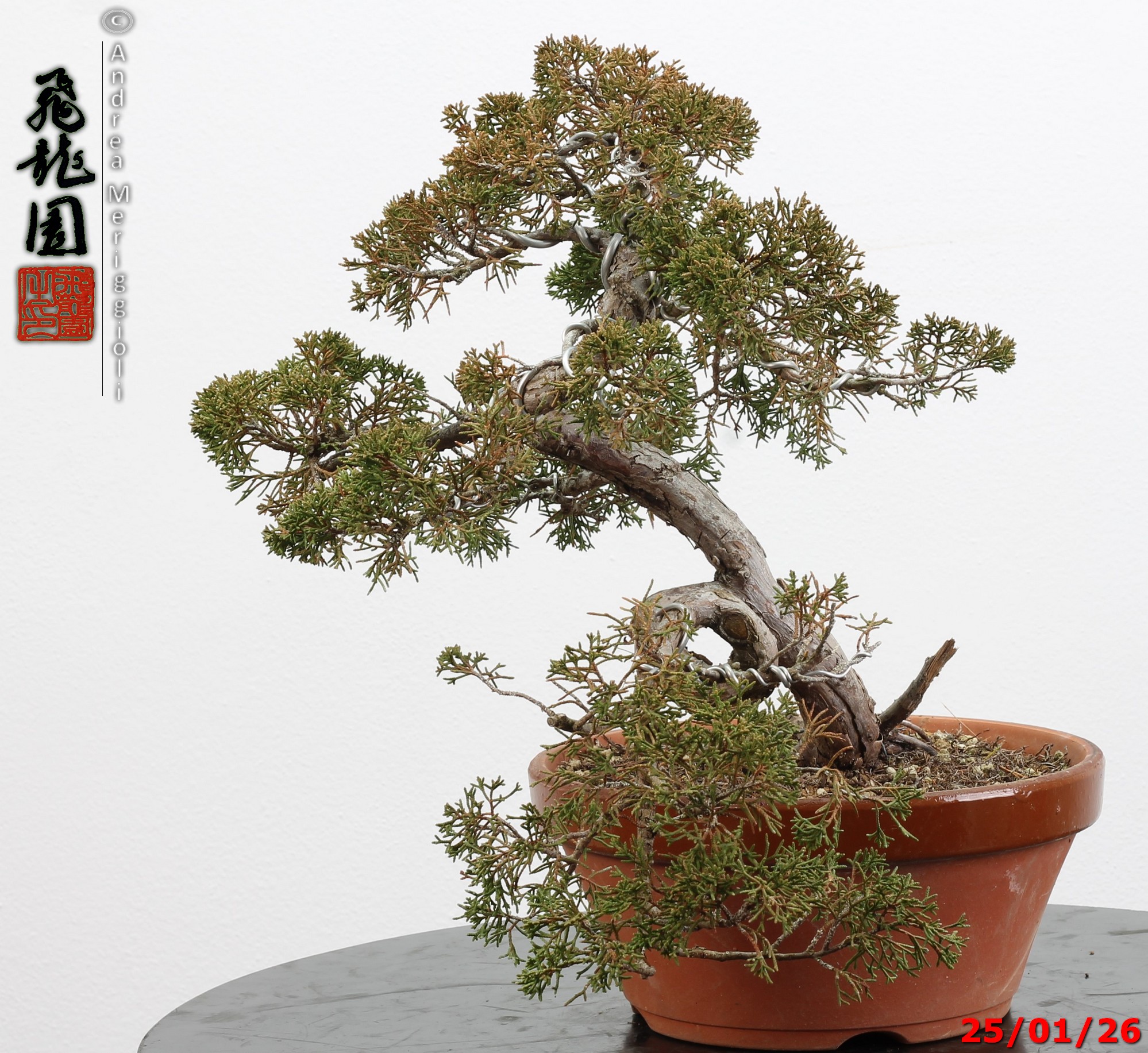 Juniperus itoigawa - Image 2
