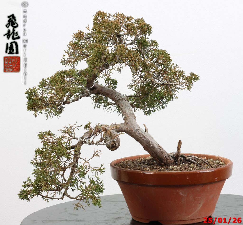 Juniperus itoigawa