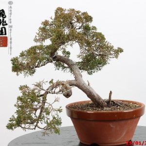 Juniperus itoigawa