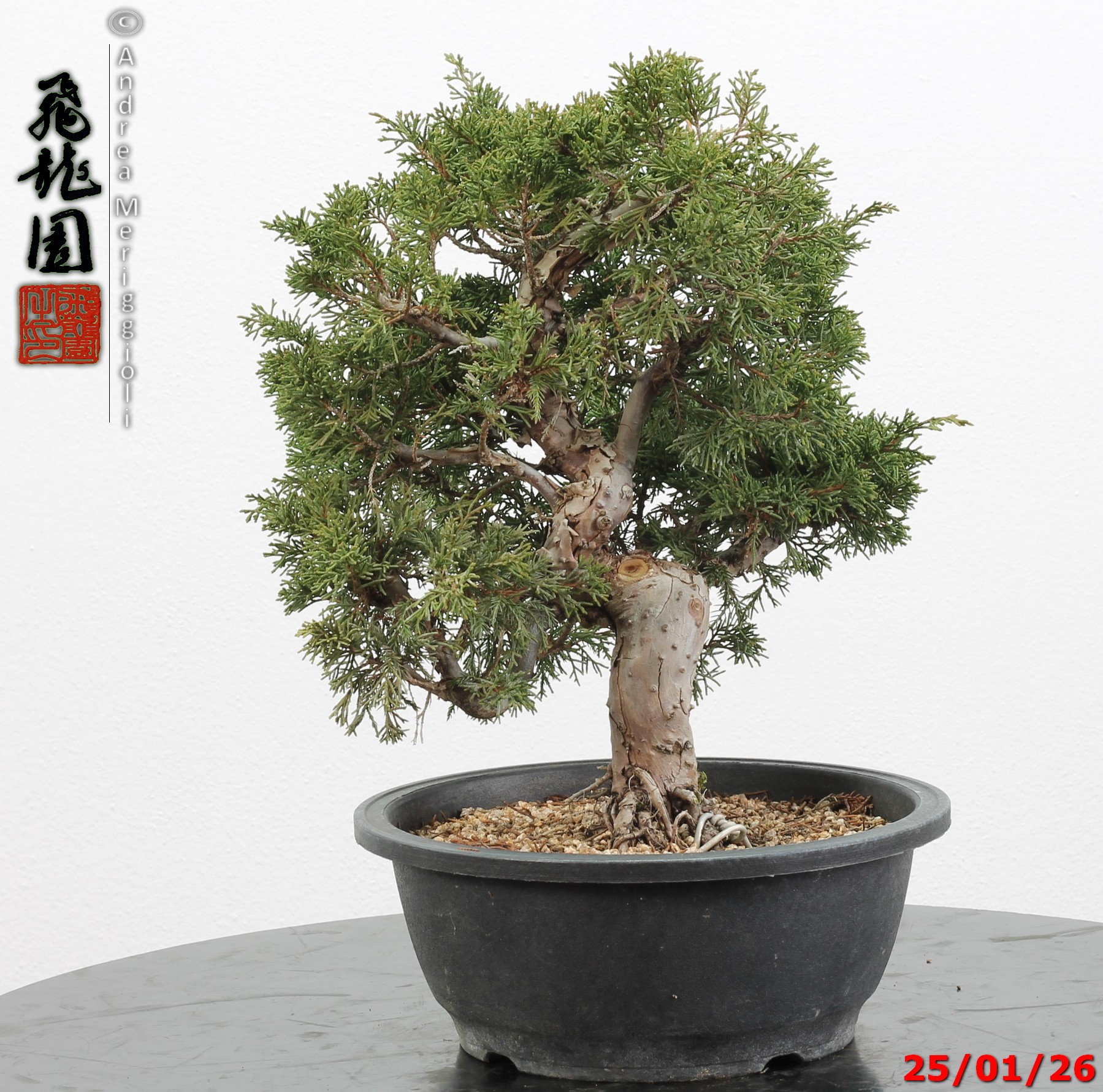 Juniperus itoigawa - Image 8