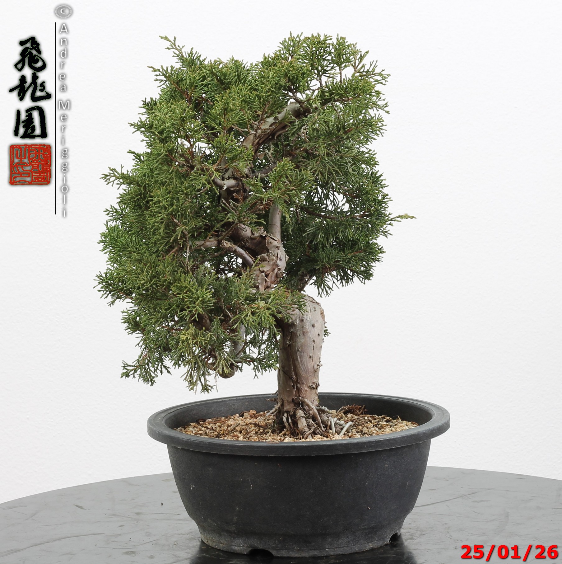 Juniperus itoigawa - Image 7