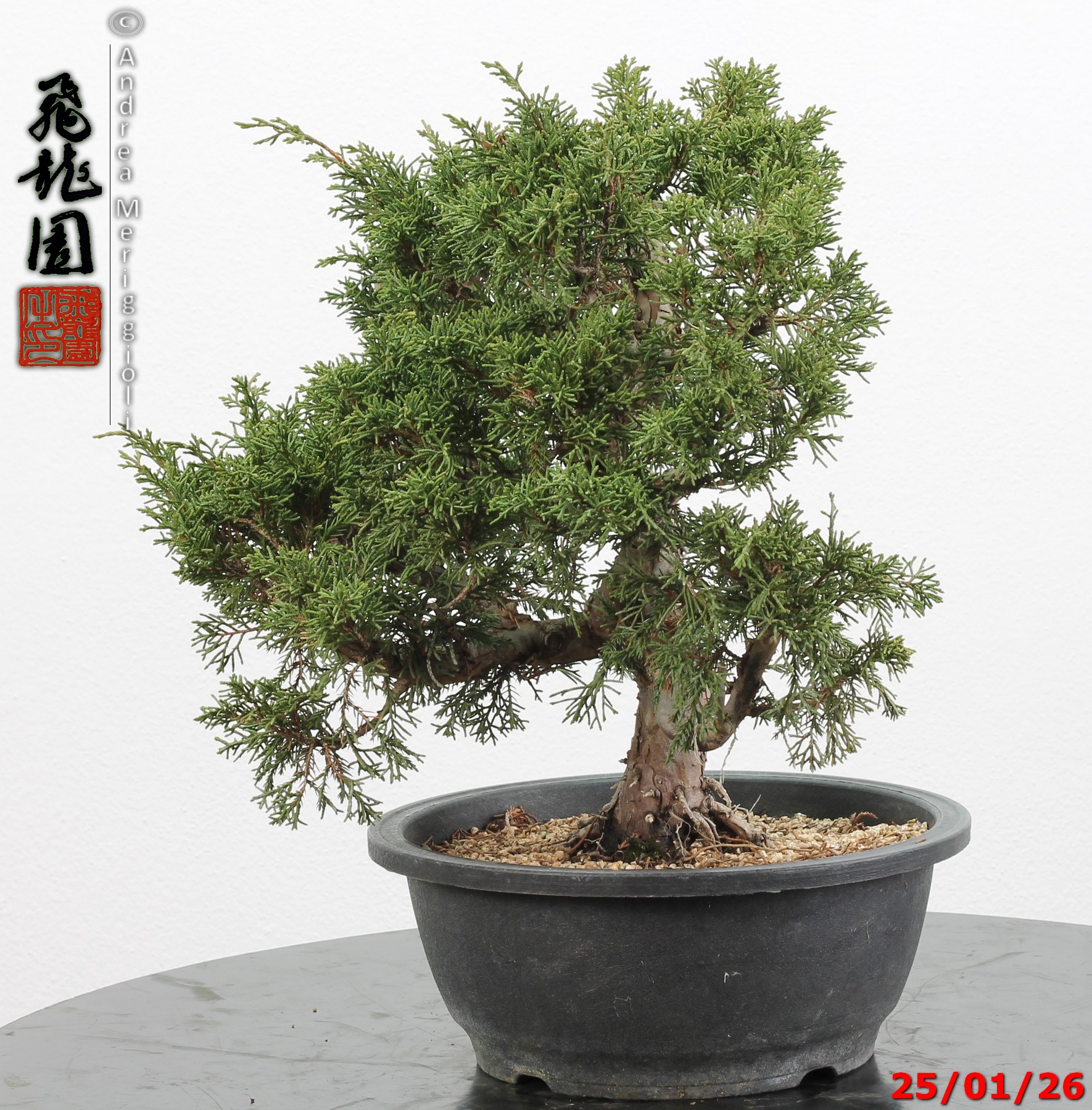 Juniperus itoigawa - Image 6