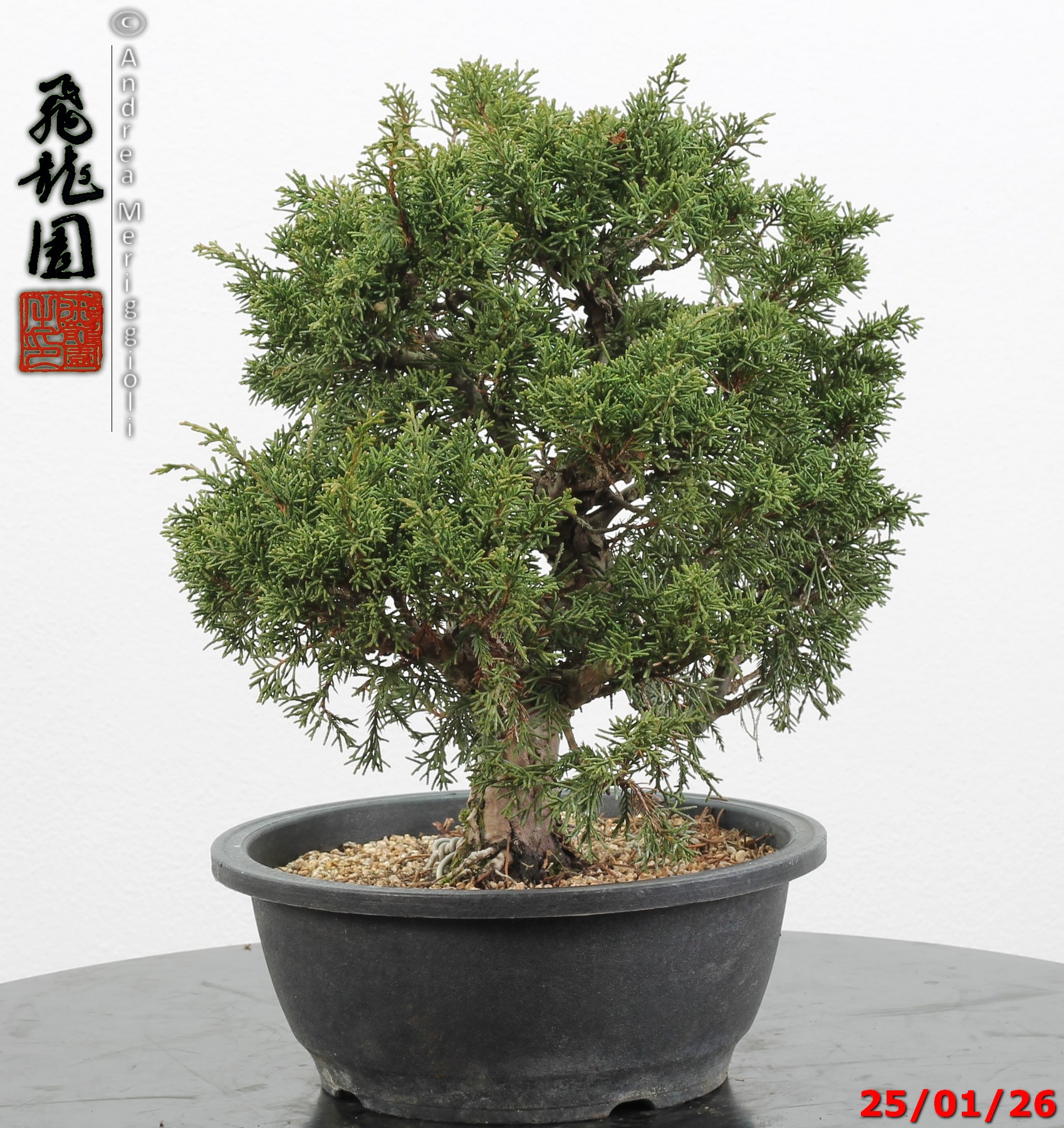 Juniperus itoigawa - Image 4