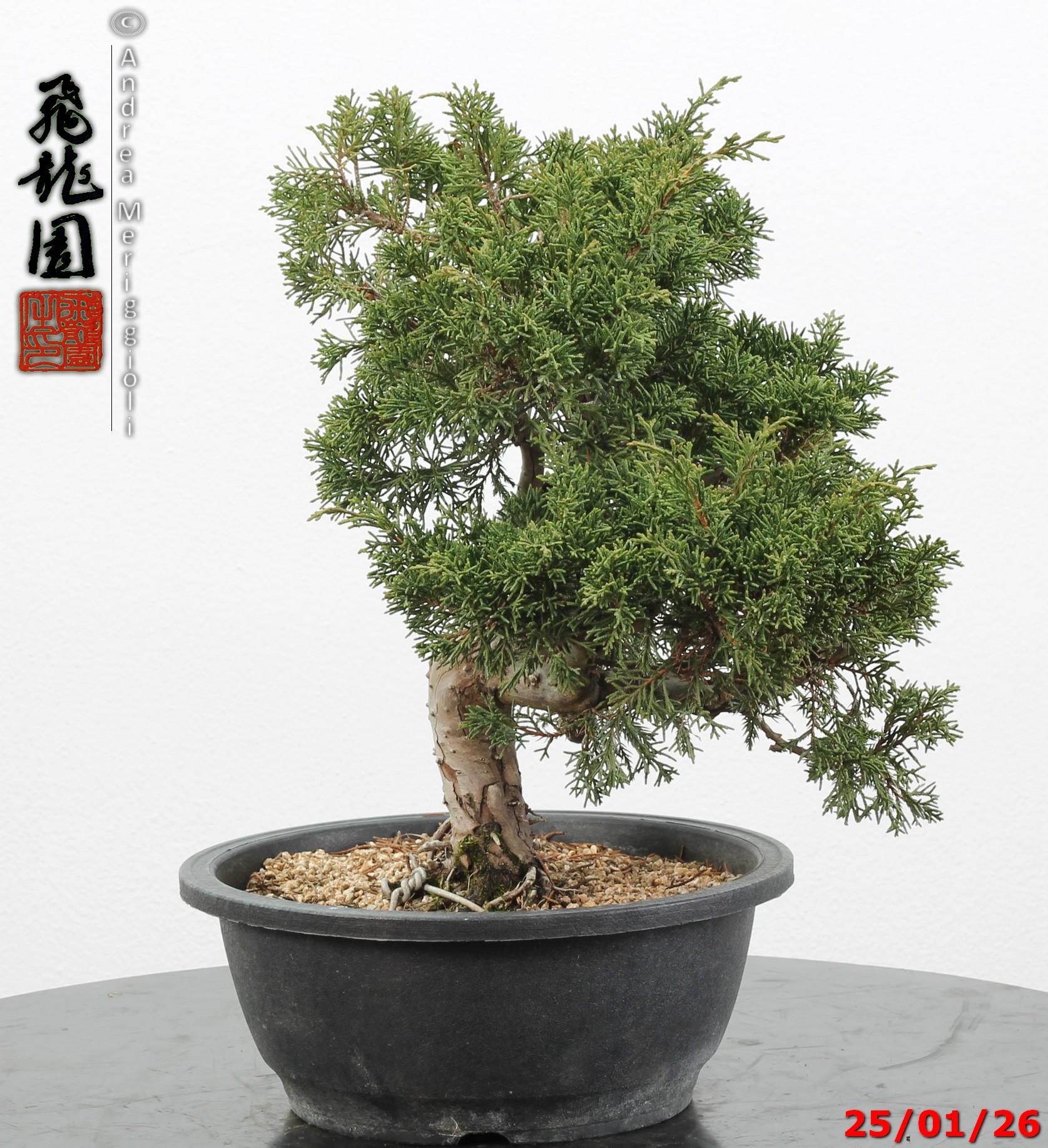 Juniperus itoigawa - Image 3
