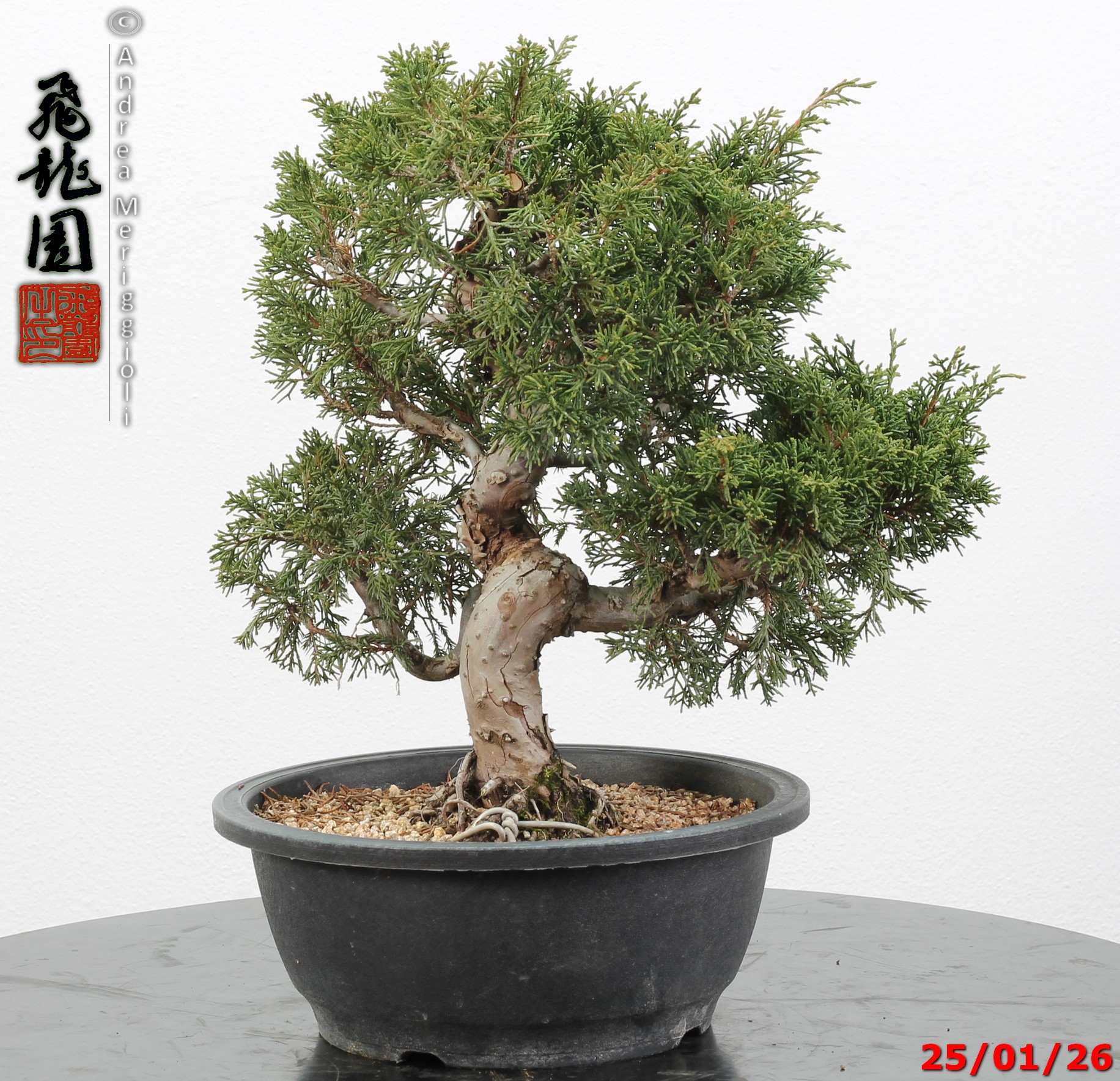 Juniperus itoigawa - Image 2